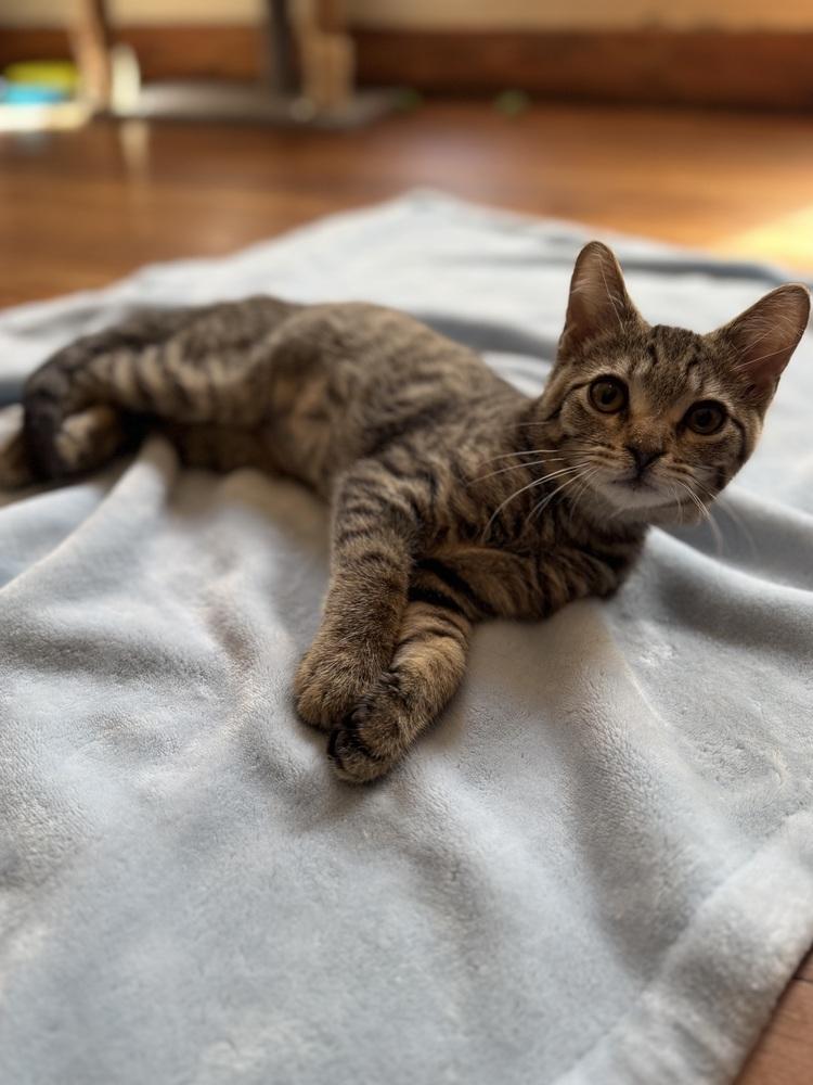Tigerstar, Adoptable, Kitten Male Domestic Short Hair.