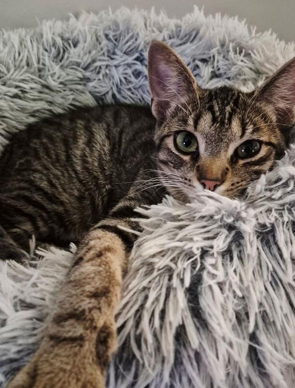 Enlarge Tigerstar, a Adoptable Domestic Short Hair in Dayton, OH image 2/4
