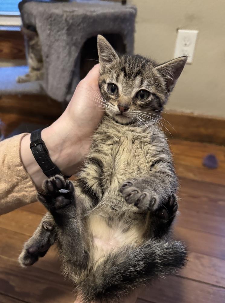 Tigerstar, a Adoptable Domestic Short Hair in Dayton, OH image 2/2