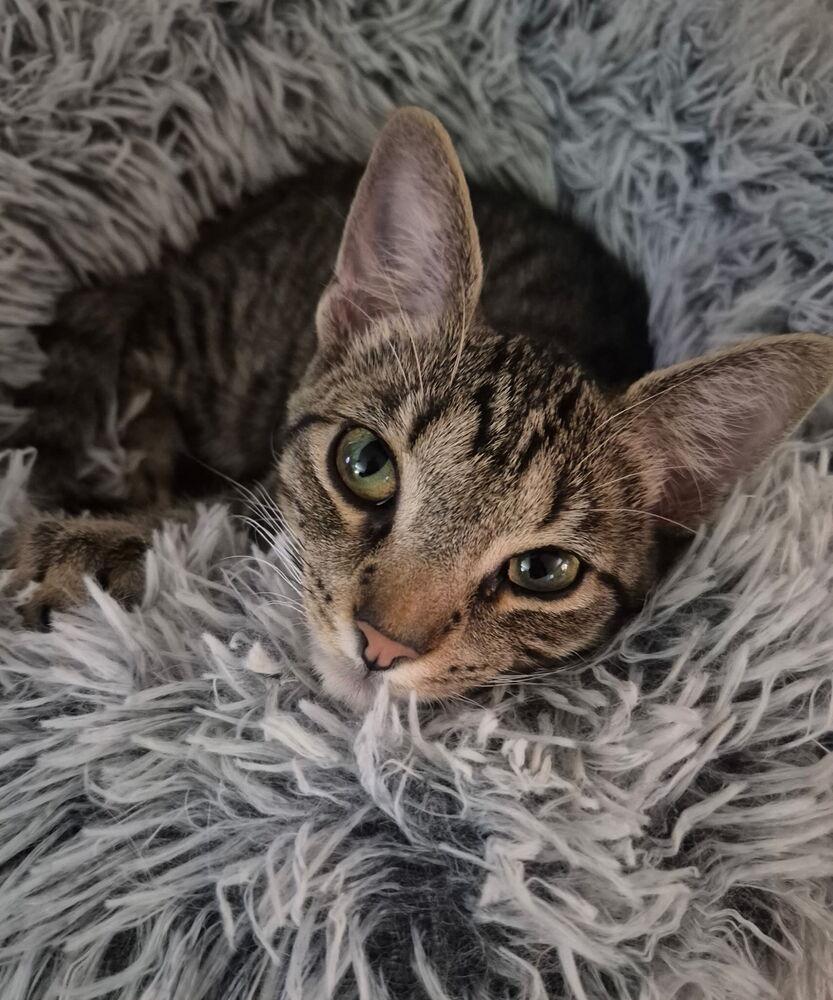 Enlarge Tigerstar, a Adoptable Domestic Short Hair in Dayton, OH image 4/4