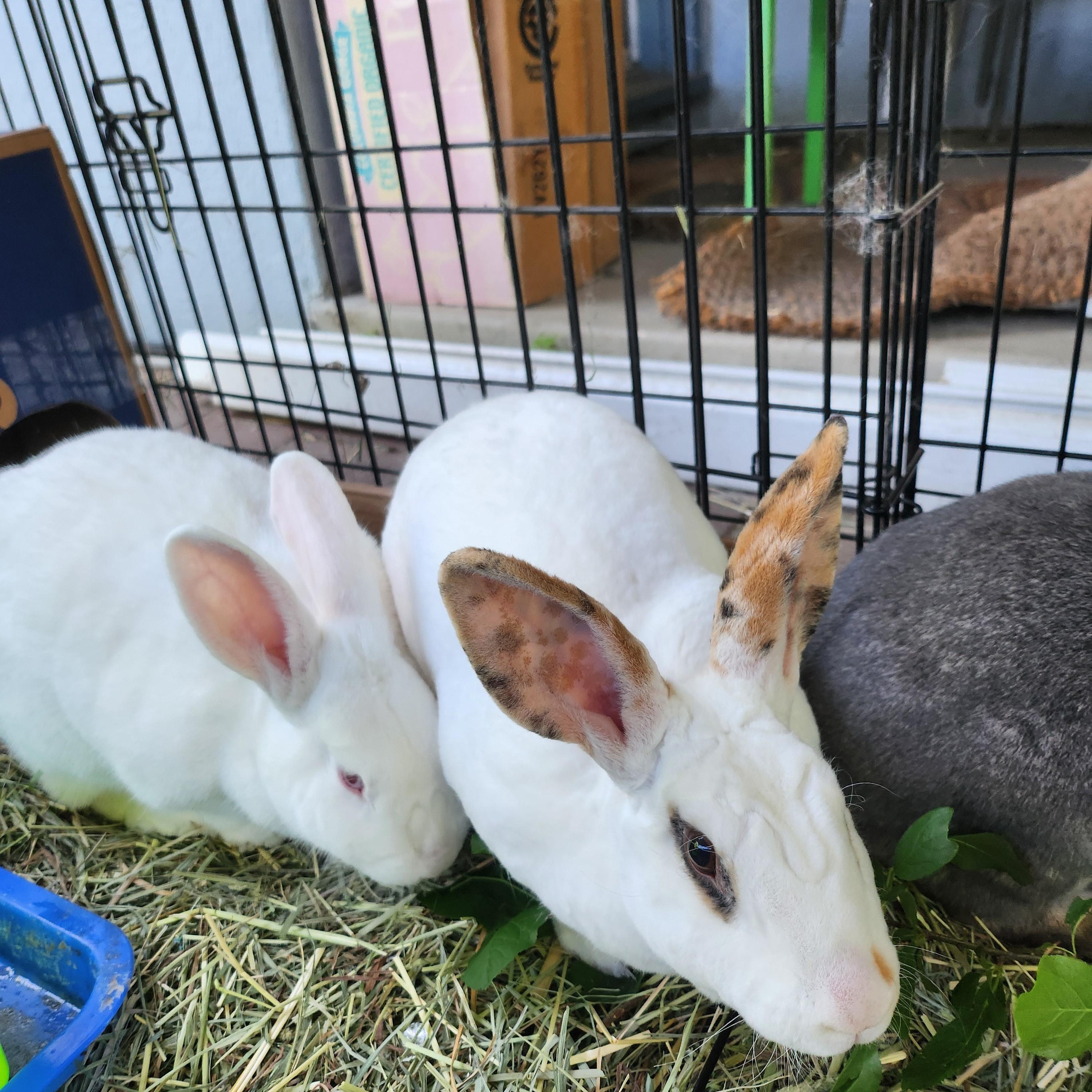 Matilda, a Adoptable mixed breed in Marin, CA image 3/4