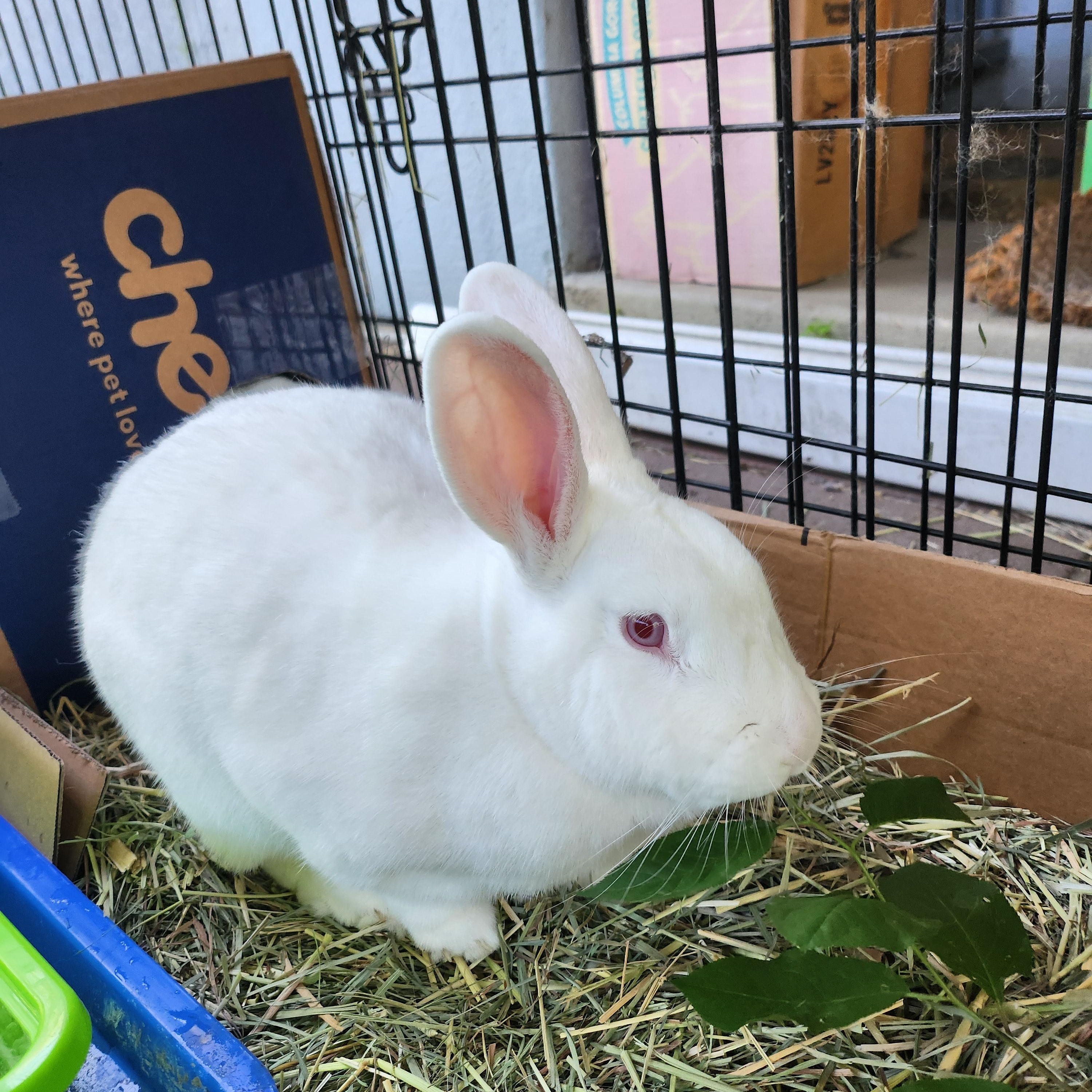 Matilda, Adoptable, Young Female American.