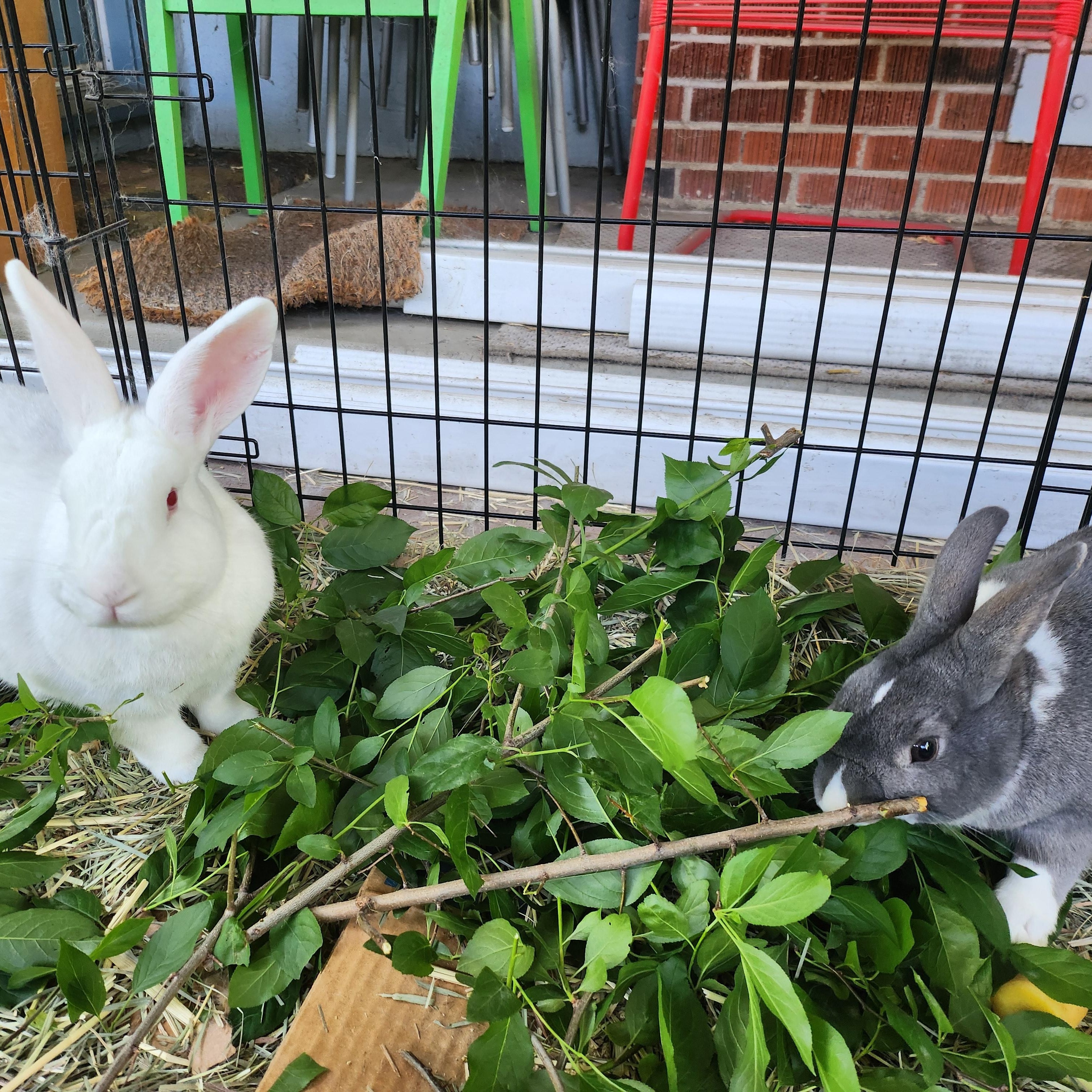 Matilda, a Adoptable mixed breed in Marin, CA image 4/4