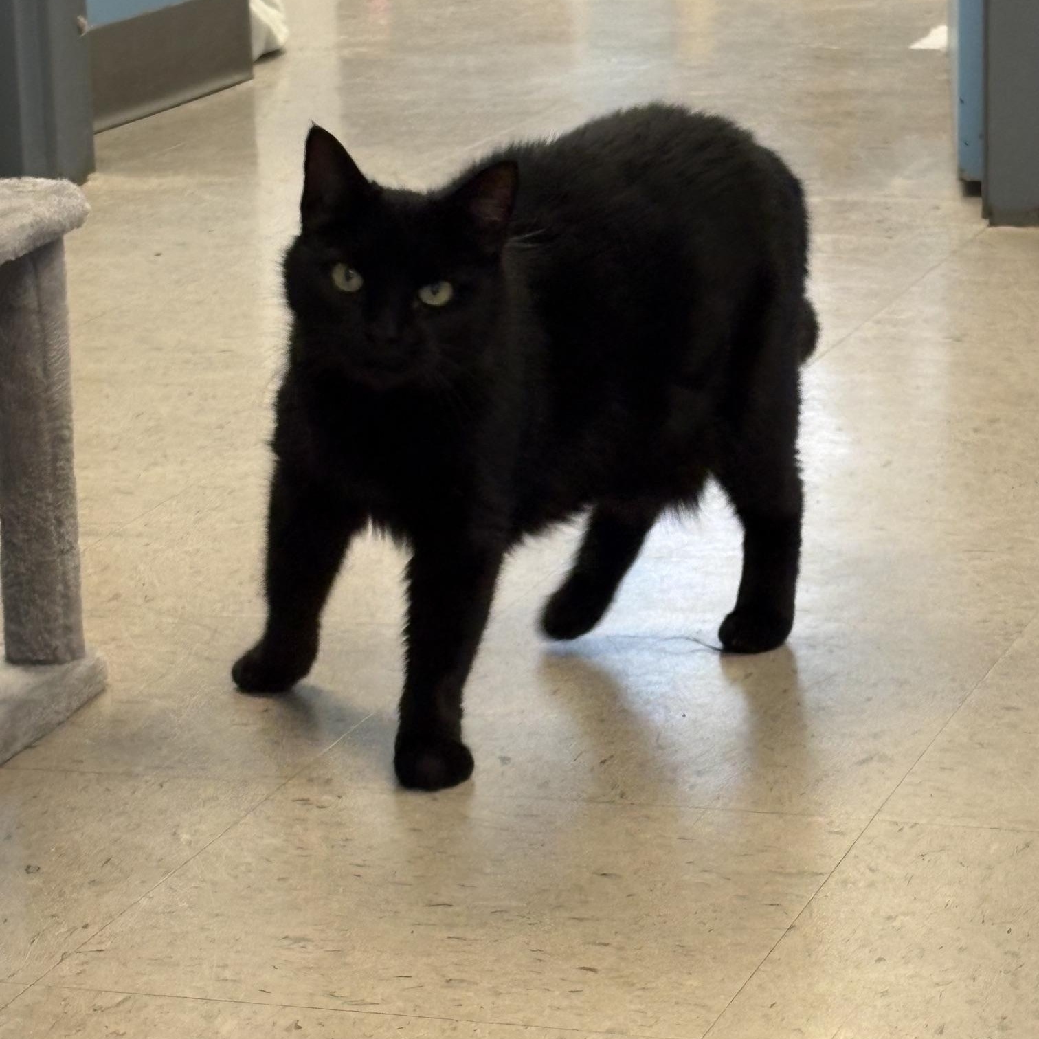 Persephone, an adopted Domestic Short Hair in Kingston, MA image 3/6