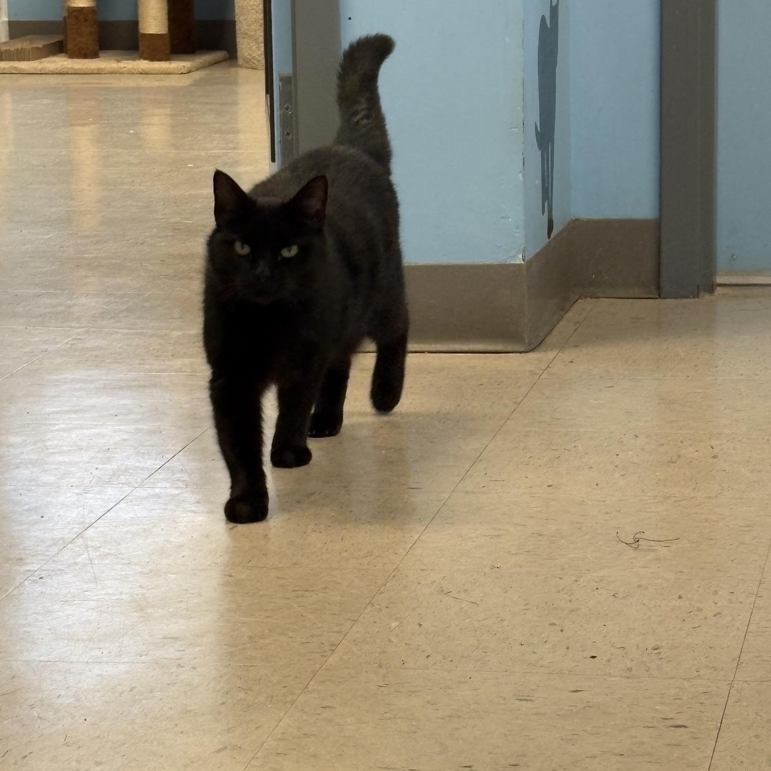 Persephone, an adopted Domestic Short Hair in Kingston, MA image 4/6