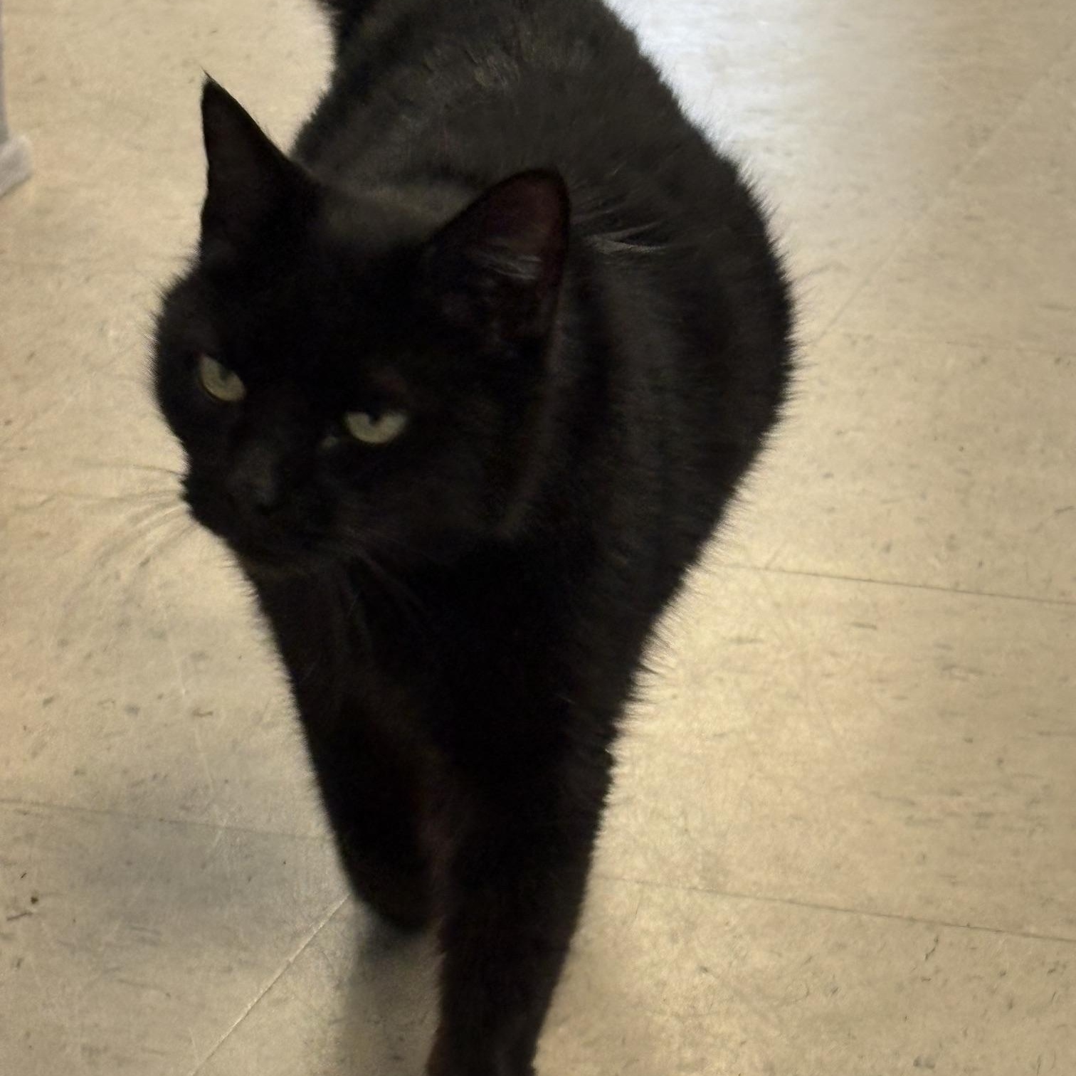 Persephone, an adopted Domestic Short Hair in Kingston, MA image 5/6