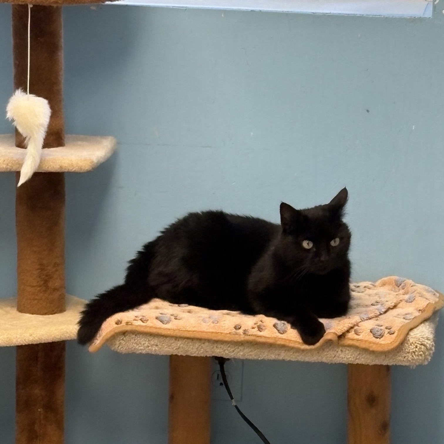 Persephone, an adopted Domestic Short Hair in Kingston, MA image 2/6