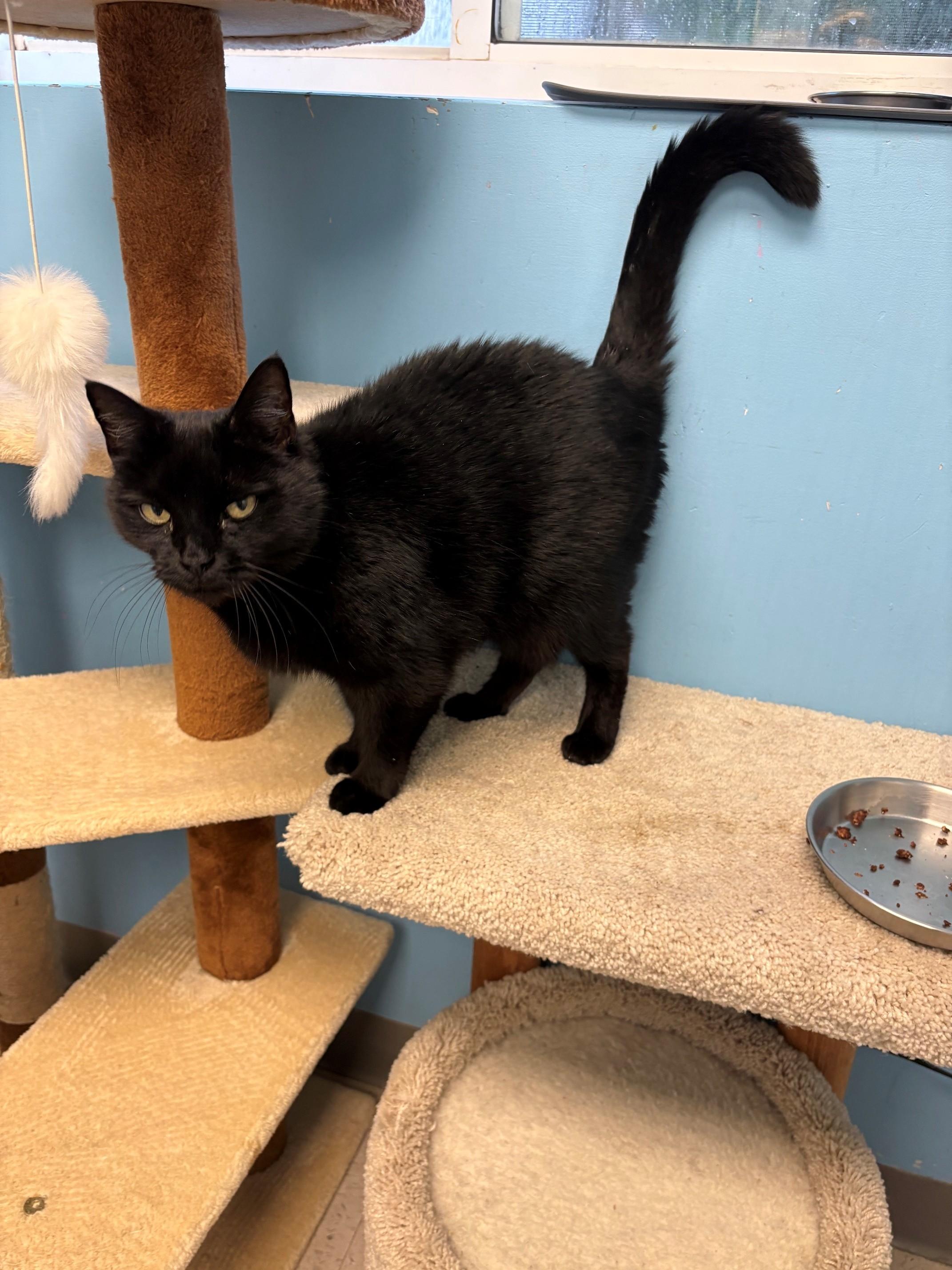 Persephone, adopted, Adult Female Domestic Short Hair.