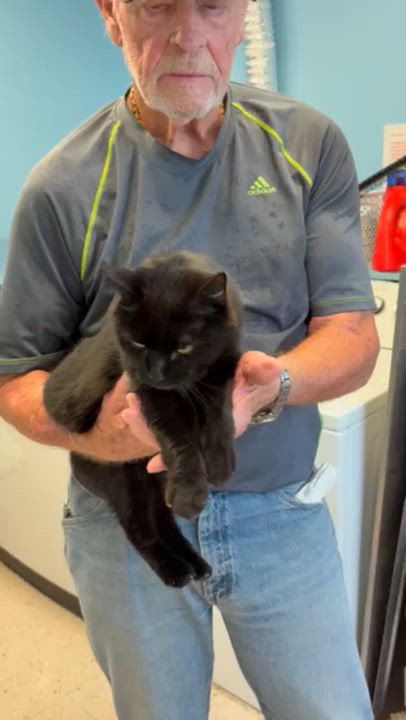 Enlarge Persephone, an adopted Domestic Short Hair in Kingston, MA video 6/6