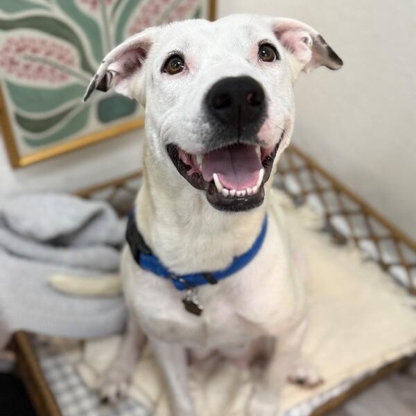 Enlarge Mirabelle Encanto With The Sweet Smile, a Adoptable mixed breed in Friendswood, TX image 4/6