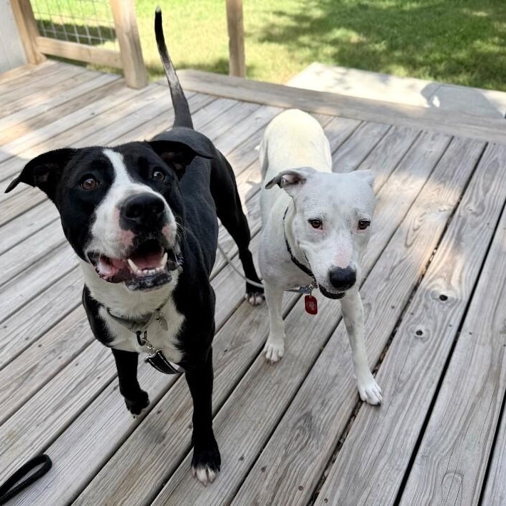 Enlarge Mirabelle Encanto With The Sweet Smile, a Adoptable mixed breed in Friendswood, TX image 3/6