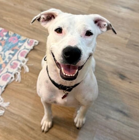 Mirabelle Encanto With The Sweet Smile, Adoptable, Adult Female Pit Bull Terrier & Bull Terrier.