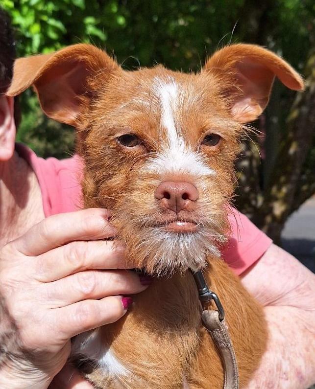 Skoshi, ADOPTABLE, Young Male Terrier.