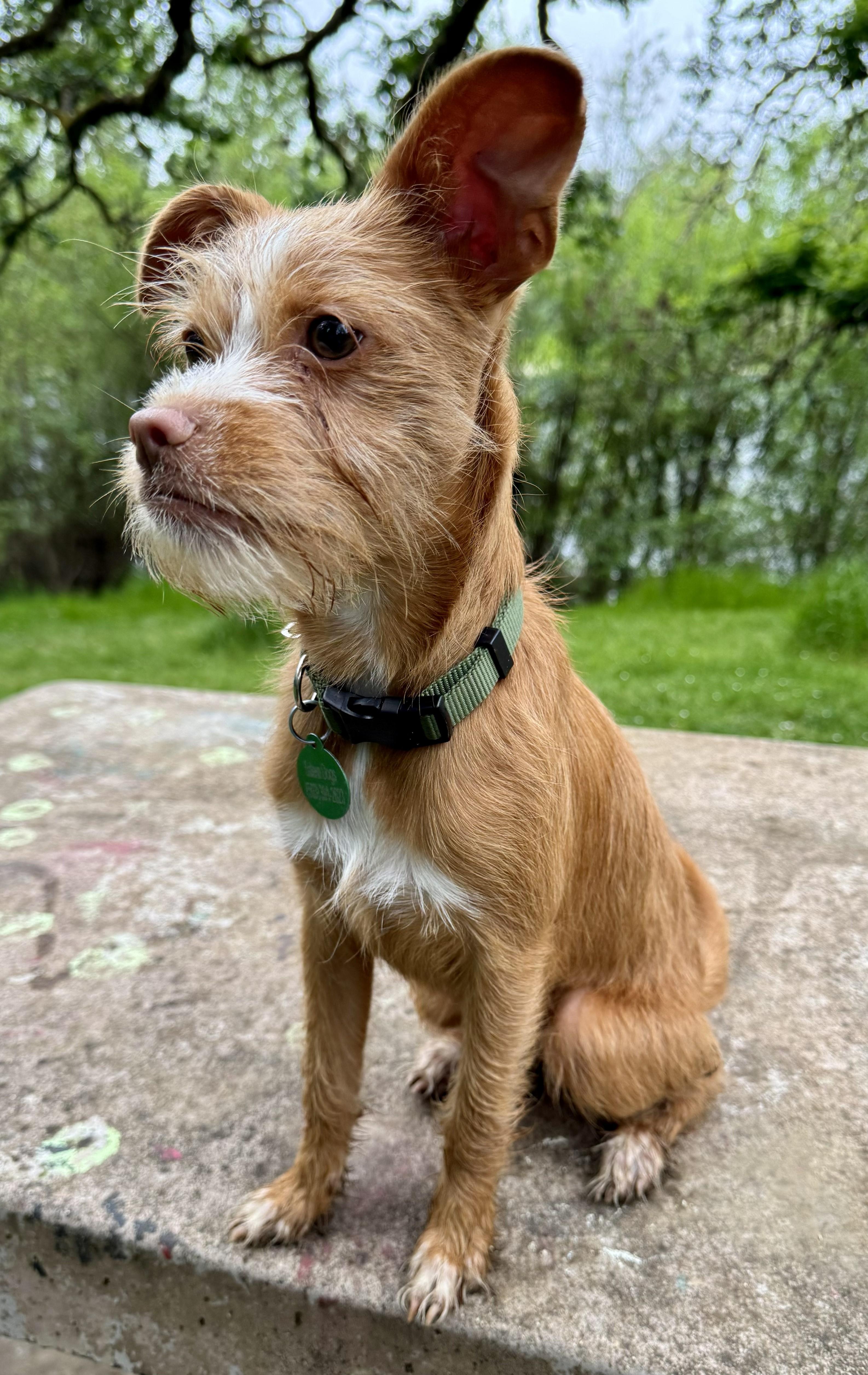Skoshi, ADOPTABLE, Young Male Terrier.