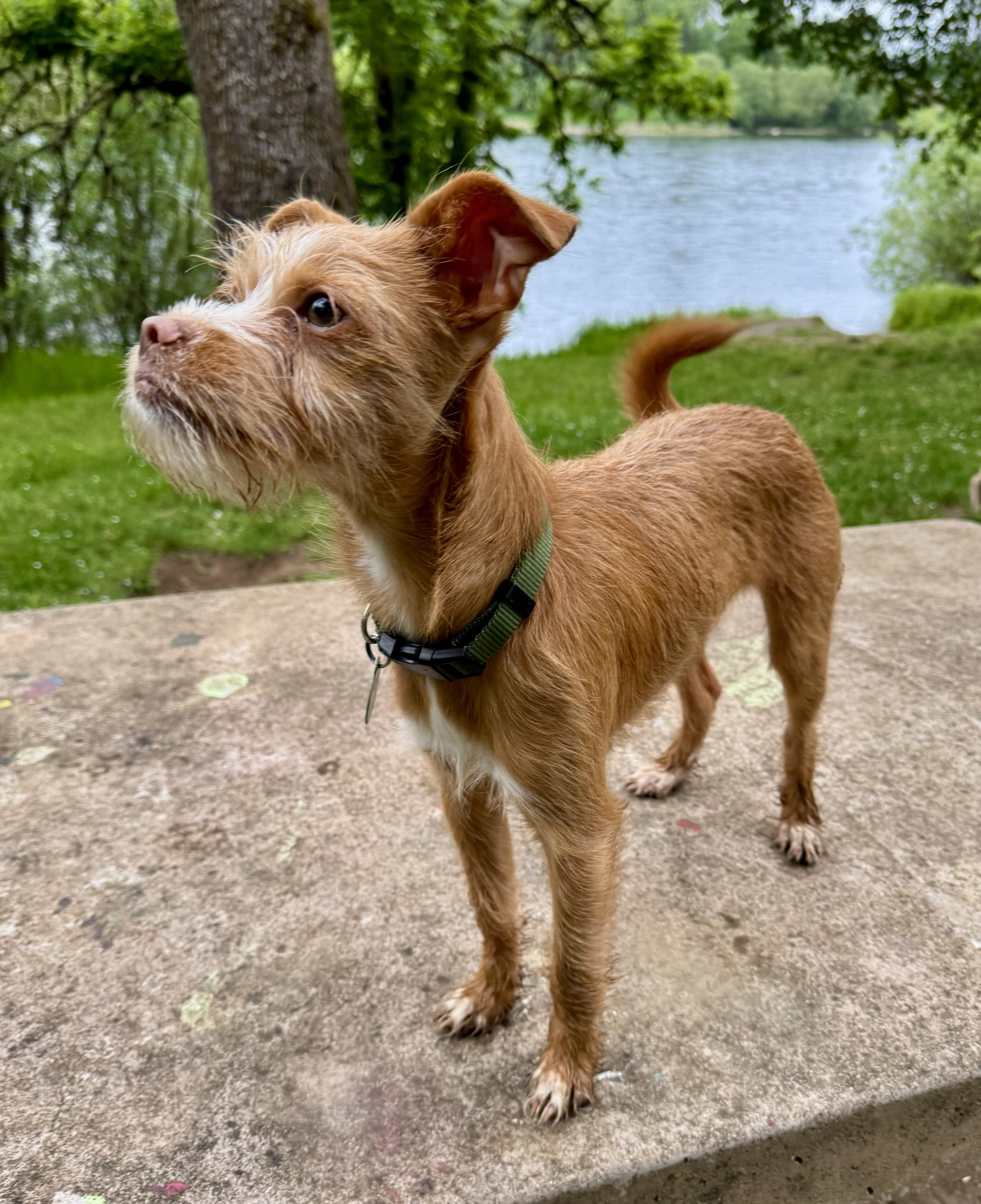 Skoshi, a ADOPTABLE mixed breed in Salem, OR image 2/3