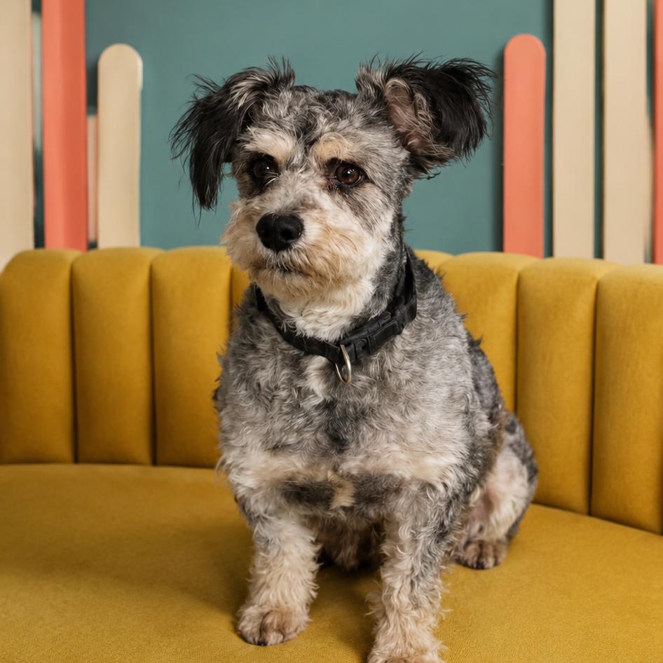 Enlarge Winston, a Adoptable mixed breed in Phoenix, AZ image 1/1