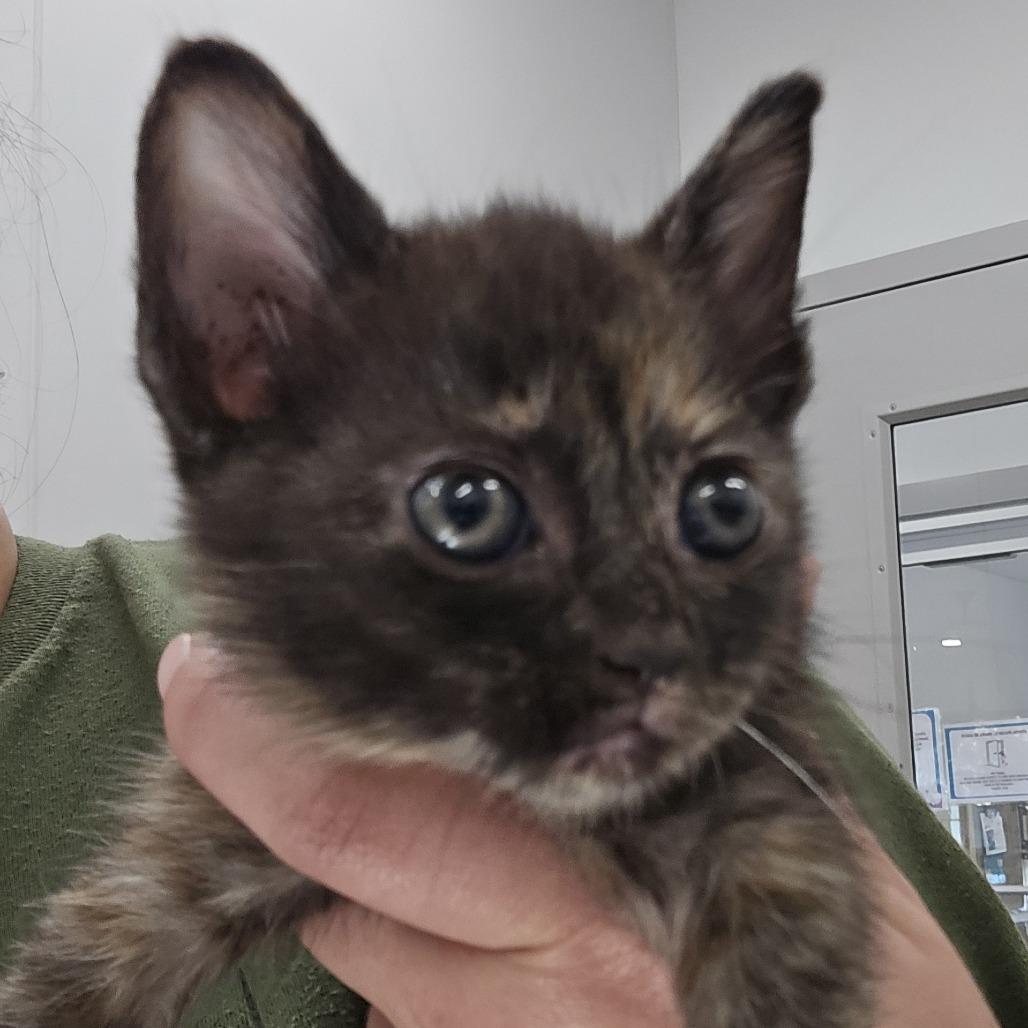 Pumpkin, Adoptable, Kitten Female Domestic Short Hair.