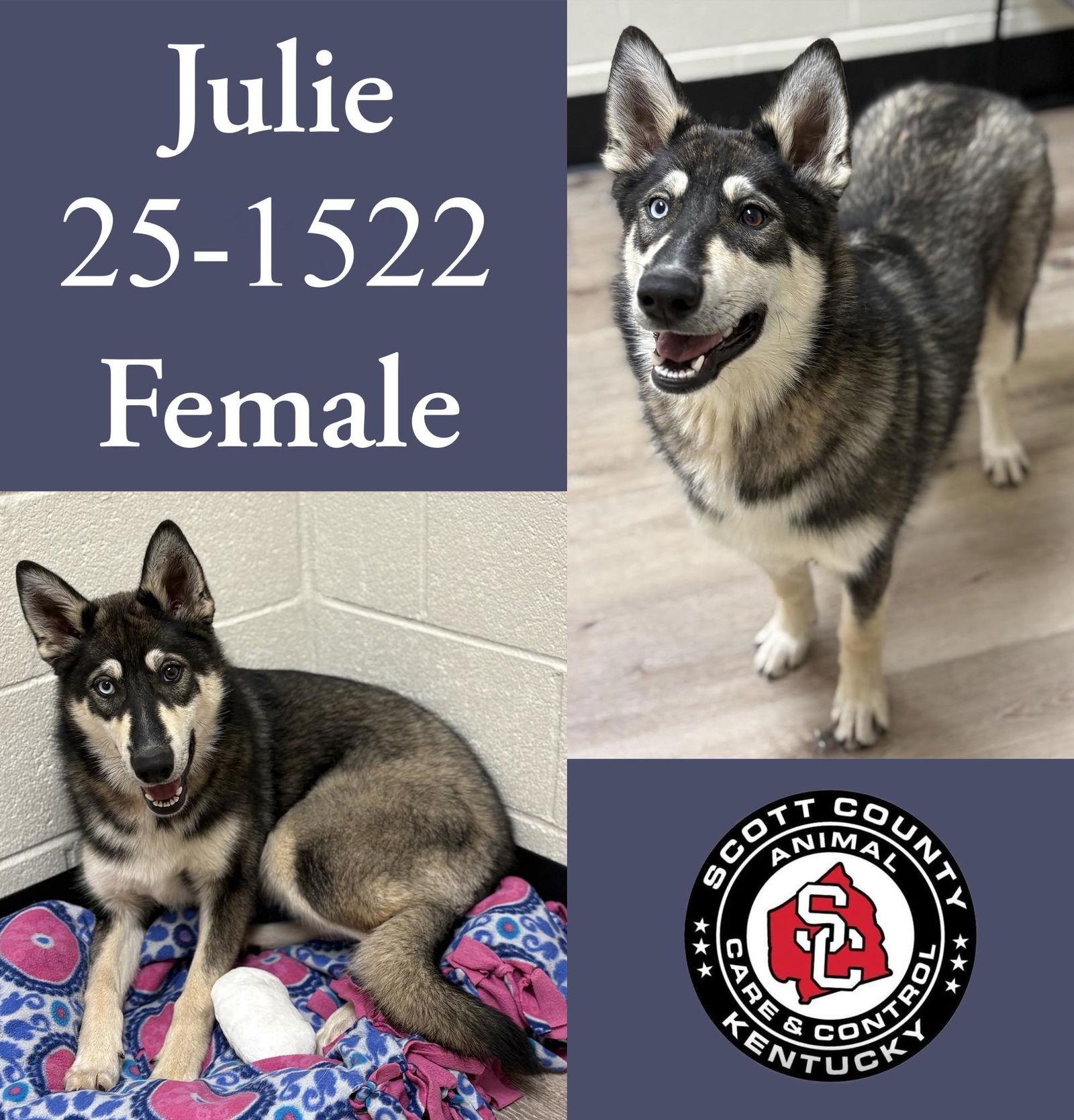 Enlarge Julie, a Adoptable Siberian Husky in Georgetown, KY image 1/1
