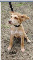 Enlarge Cookie, a Adoptable mixed breed in West Bloomfield, MI image 1/1