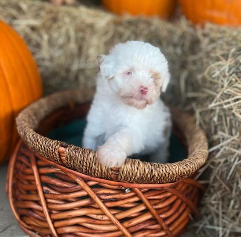 LATTE, Adoptable, Puppy Female Miniature Poodle & Aussiedoodle.