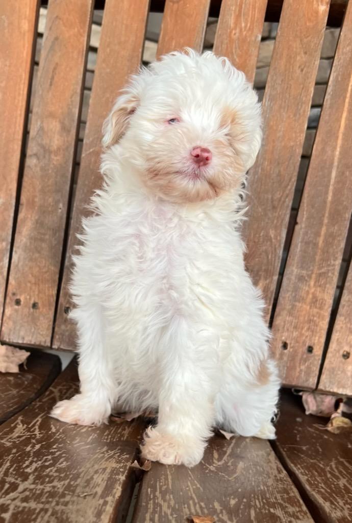 Enlarge LATTE, a Adoptable mixed breed in Belmont, NY image 2/3
