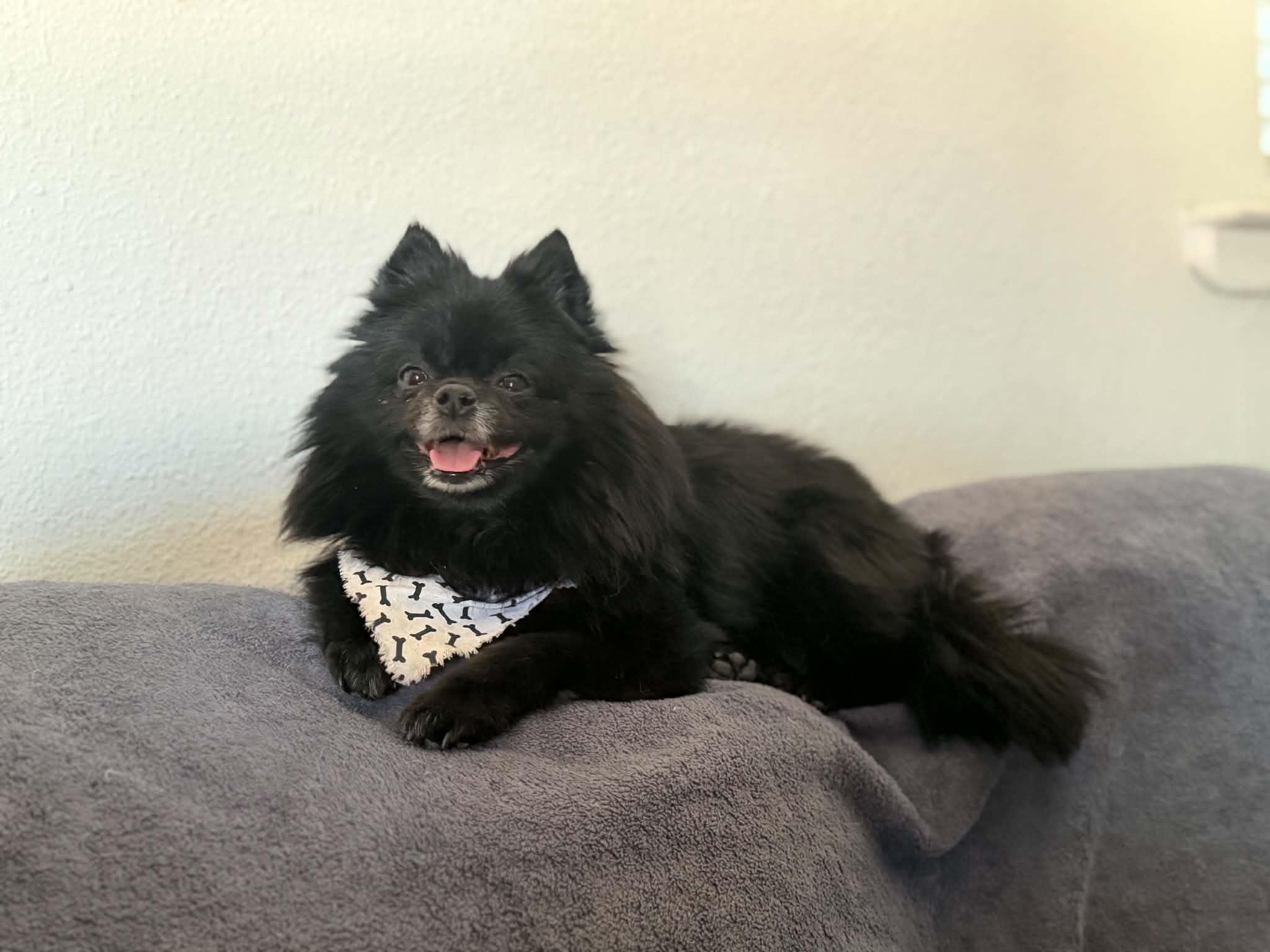 Truffles, a ADOPTABLE Pomeranian in Clovis, CA image 1/4