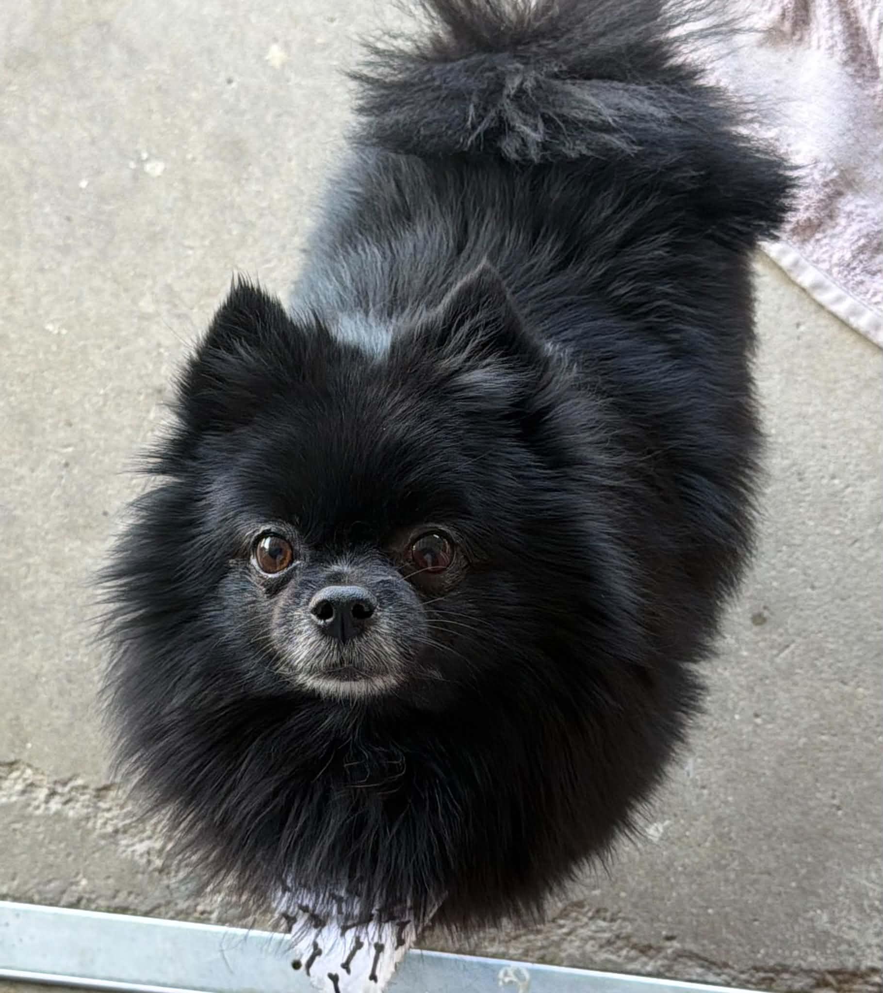 Truffles, a ADOPTABLE Pomeranian in Clovis, CA image 4/4