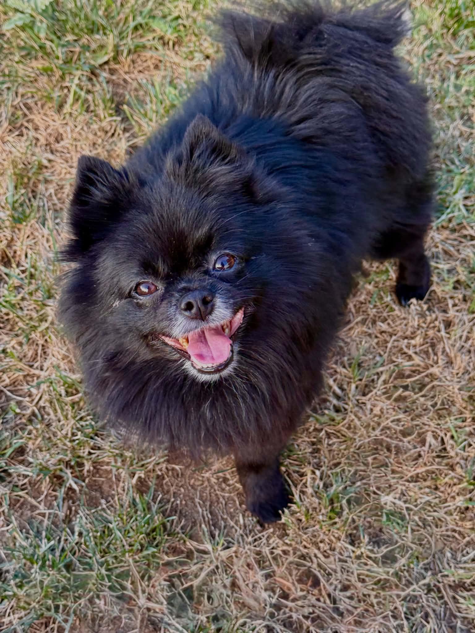 Truffles, a ADOPTABLE Pomeranian in Clovis, CA image 3/4
