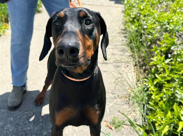 Enlarge DAISY, a Adoptable Doberman Pinscher in Santa Rosa, CA image 1/1