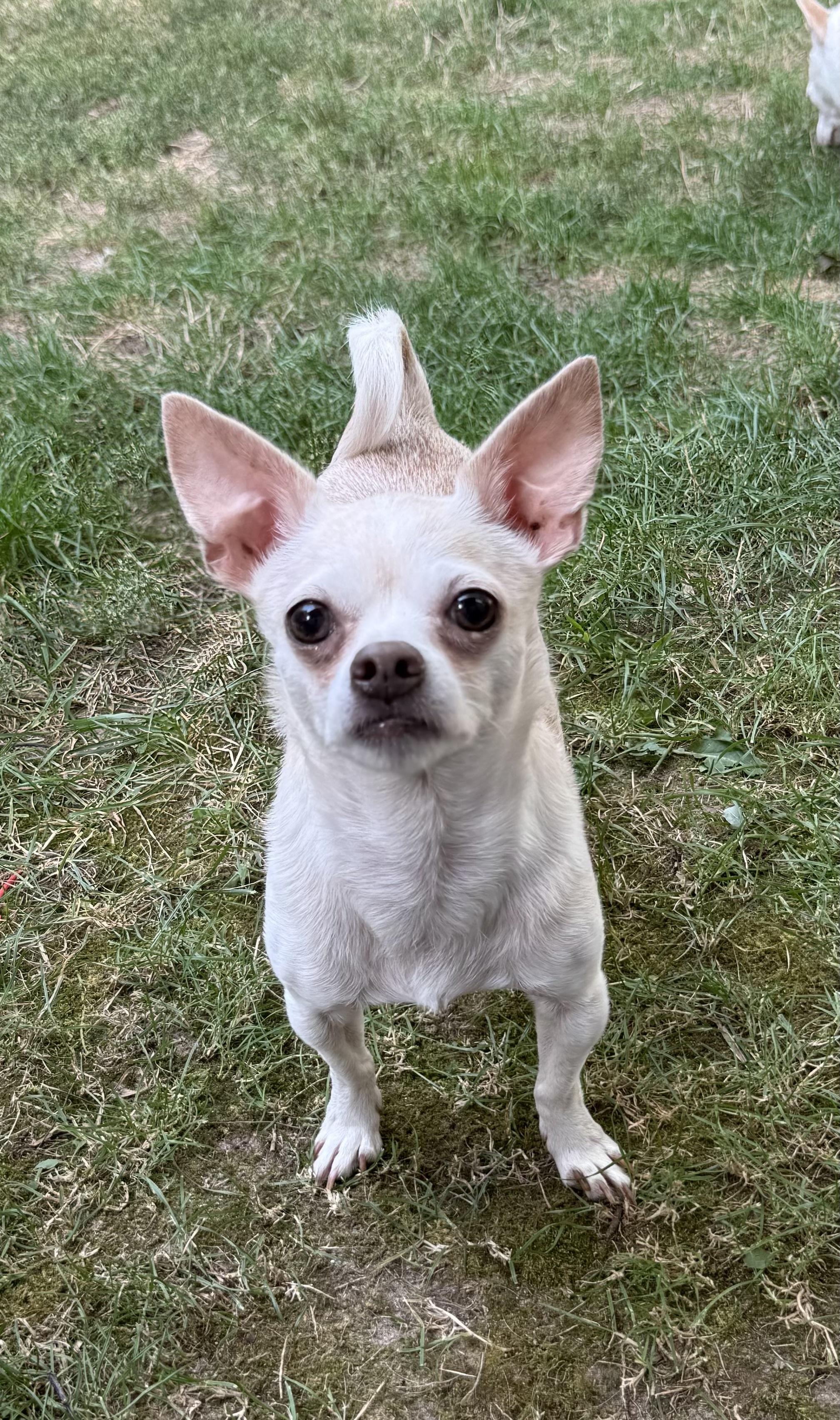 Buddy, Adoptable, Adult Male Chihuahua.