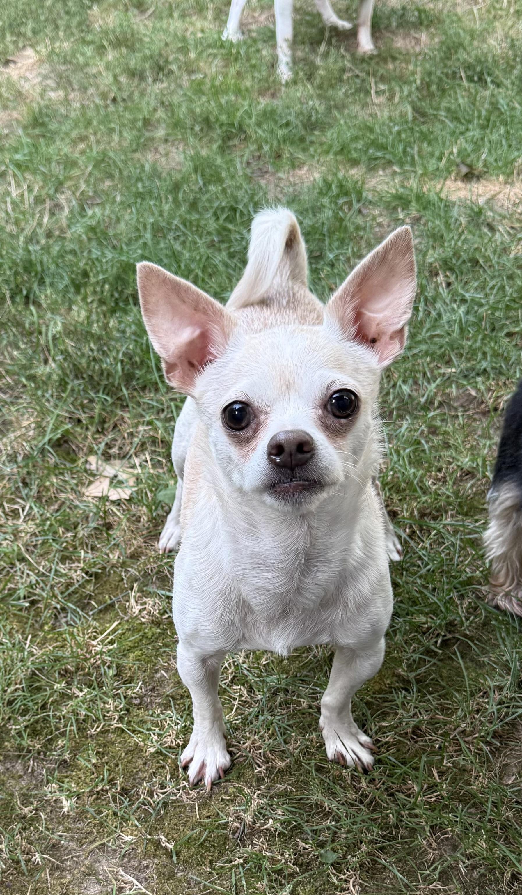 Buddy, a Adoptable Chihuahua in Kentwood, MI image 2/6