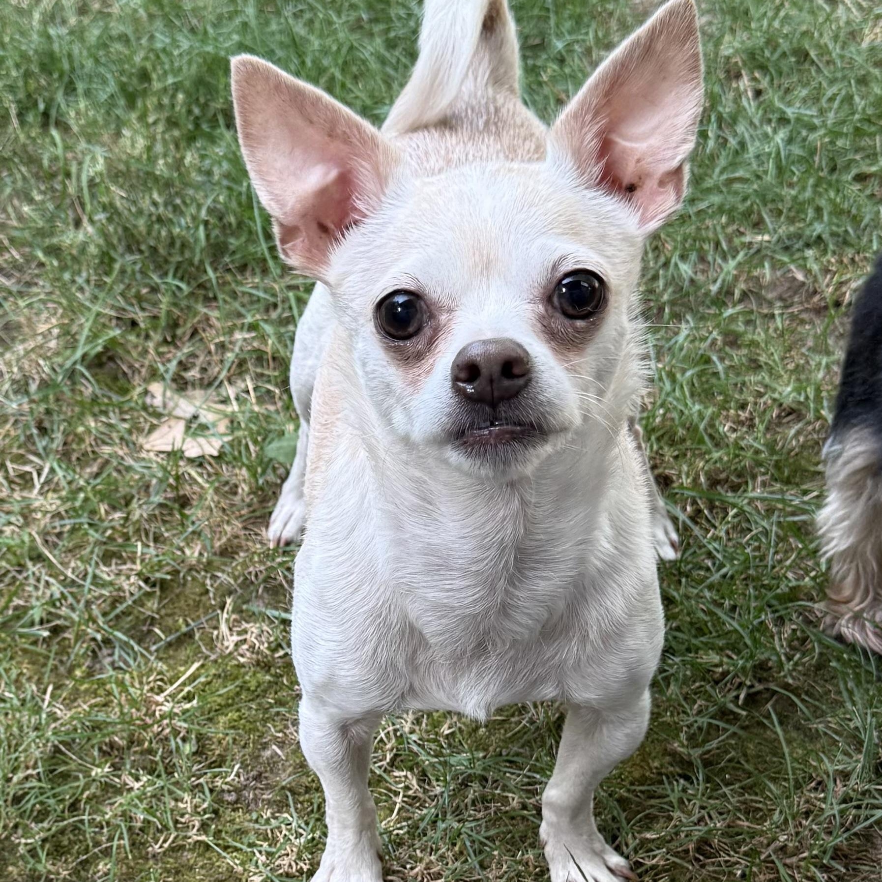 Enlarge Buddy, an adoptable Chihuahua in Kentwood, MI image 2/6