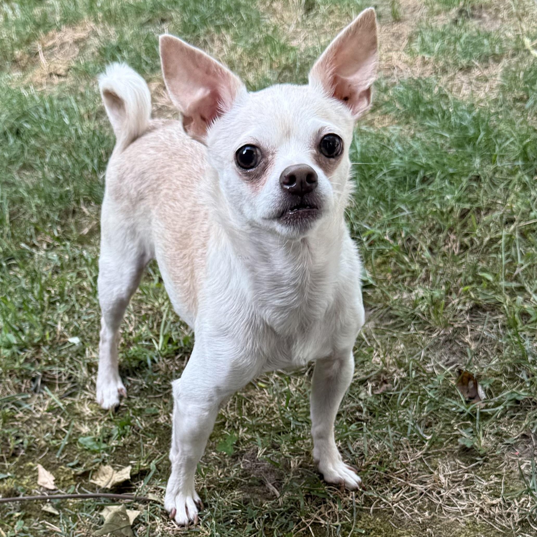 Enlarge Buddy, an adoptable Chihuahua in Kentwood, MI image 3/6