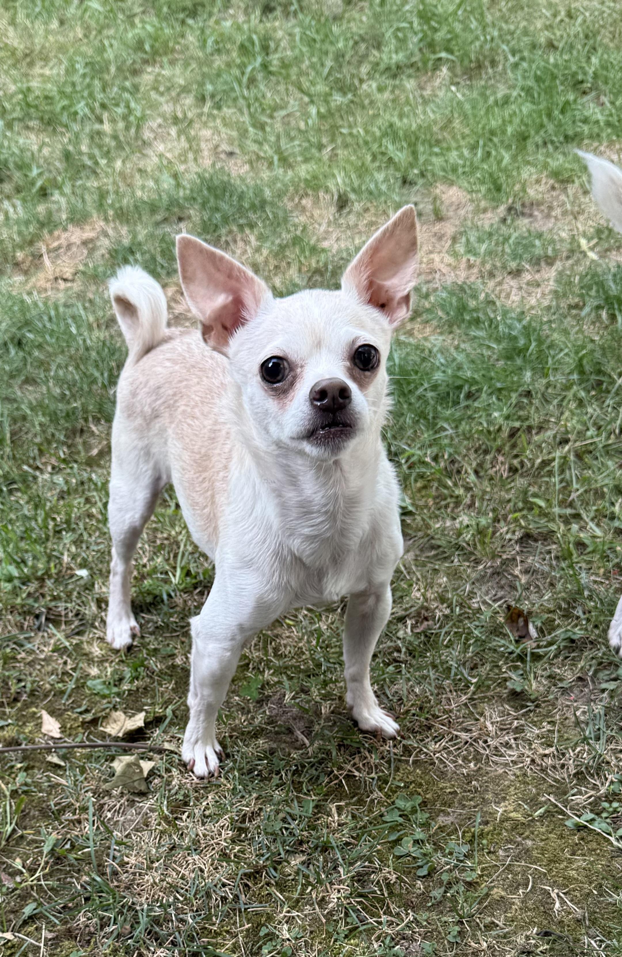 Buddy, a Adoptable Chihuahua in Kentwood, MI image 3/6