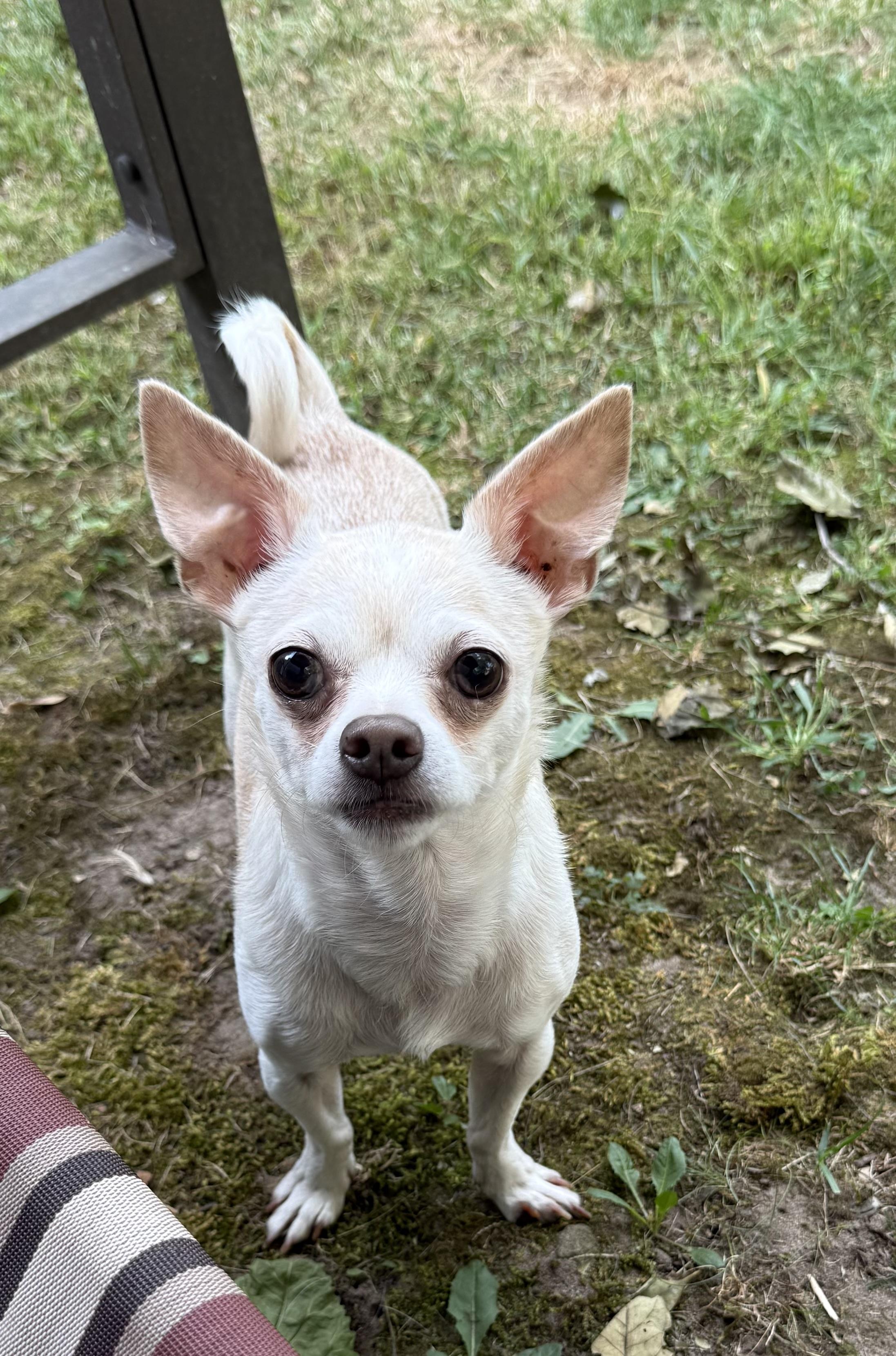Buddy, a Adoptable Chihuahua in Kentwood, MI image 4/6