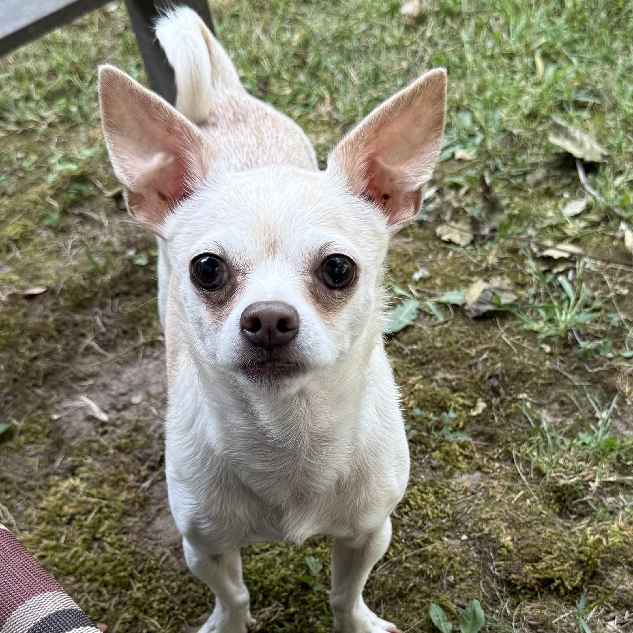 Enlarge Buddy, an adoptable Chihuahua in Kentwood, MI image 4/6