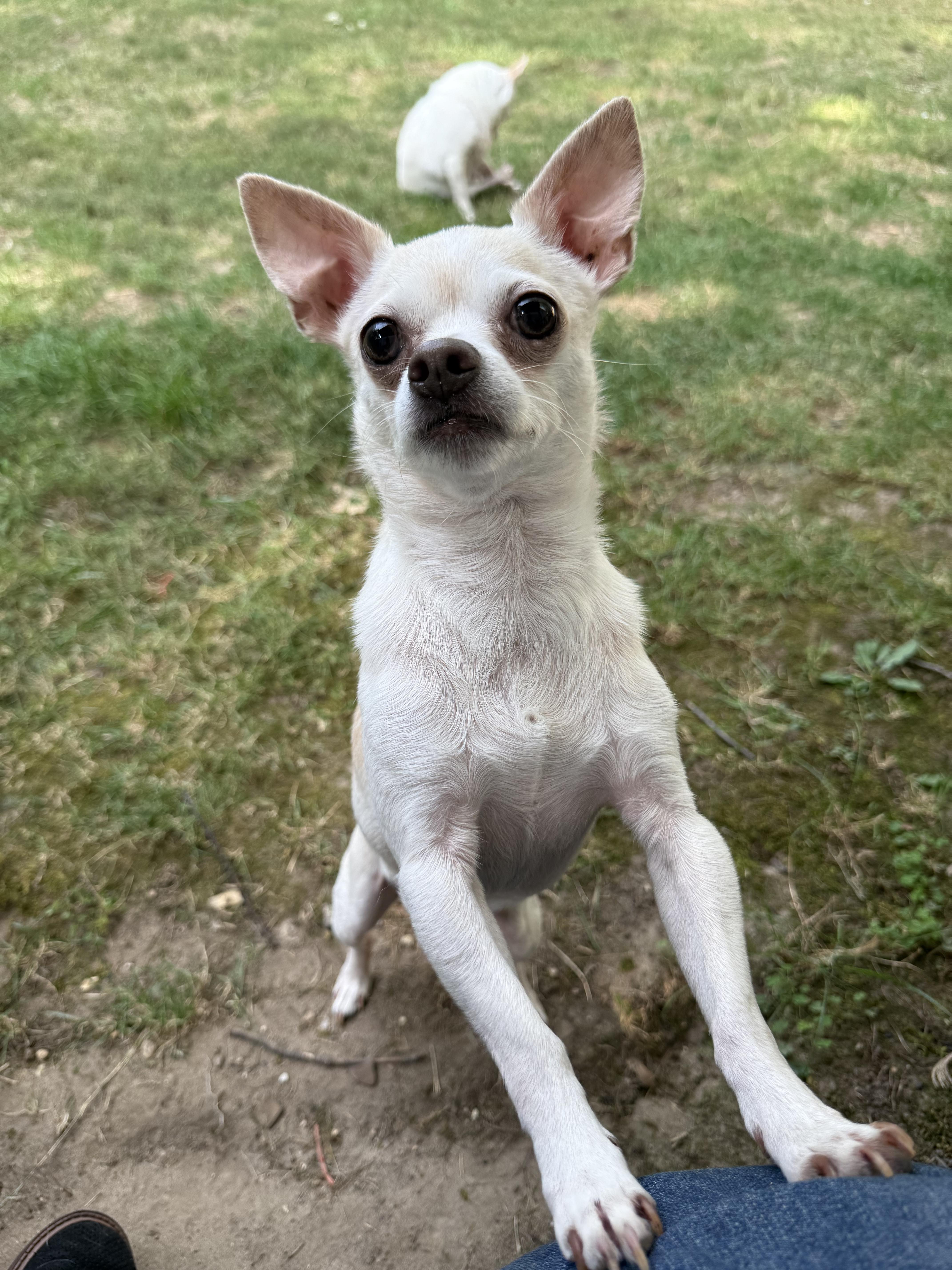 Buddy, a Adoptable Chihuahua in Kentwood, MI image 6/6
