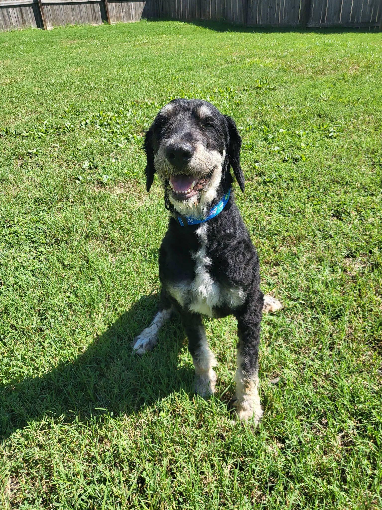 Mojito, a ADOPTABLE Bernedoodle in Salisbury, NC image 2/4