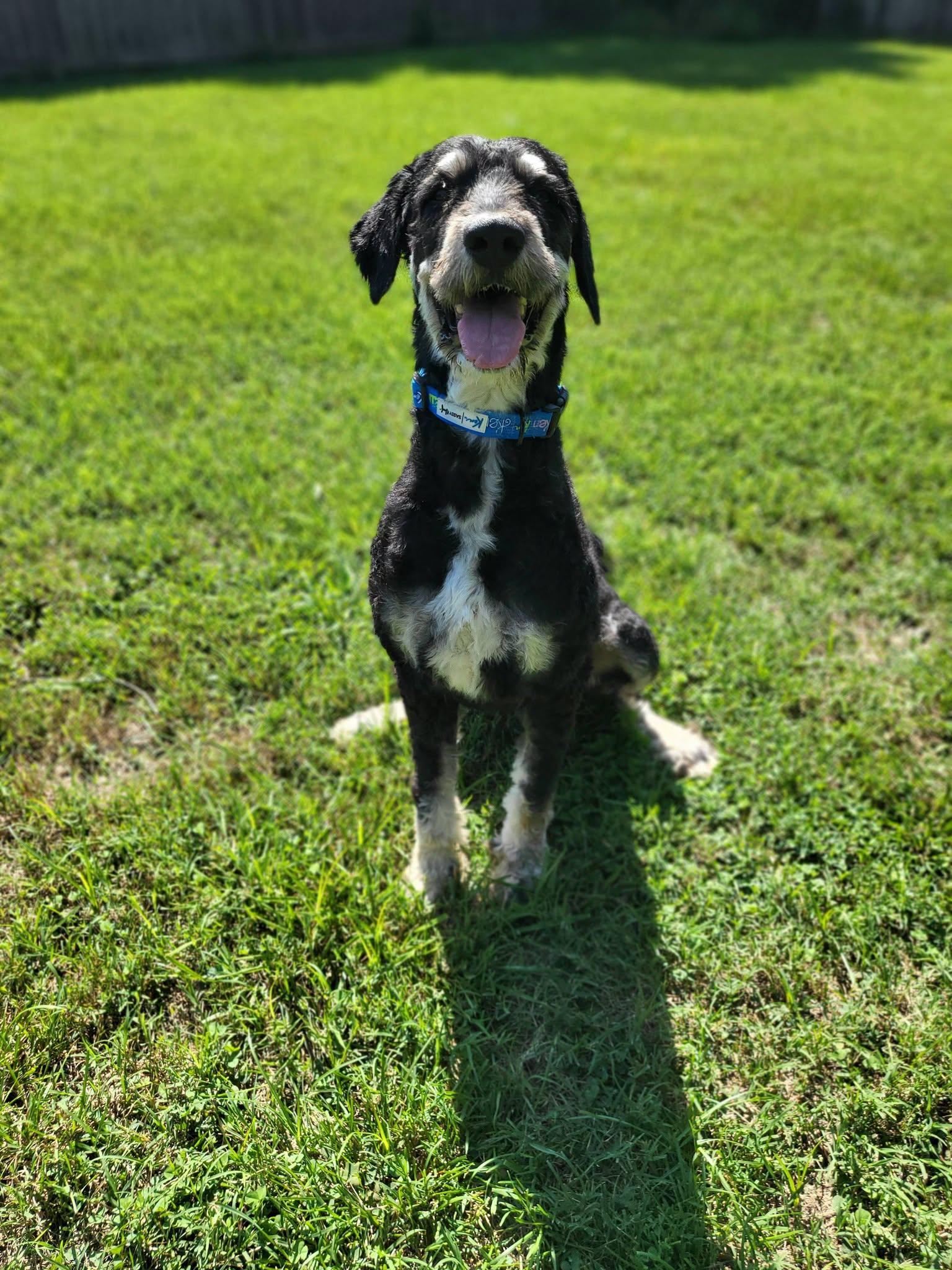 Mojito, ADOPTABLE, Young Male Bernedoodle.