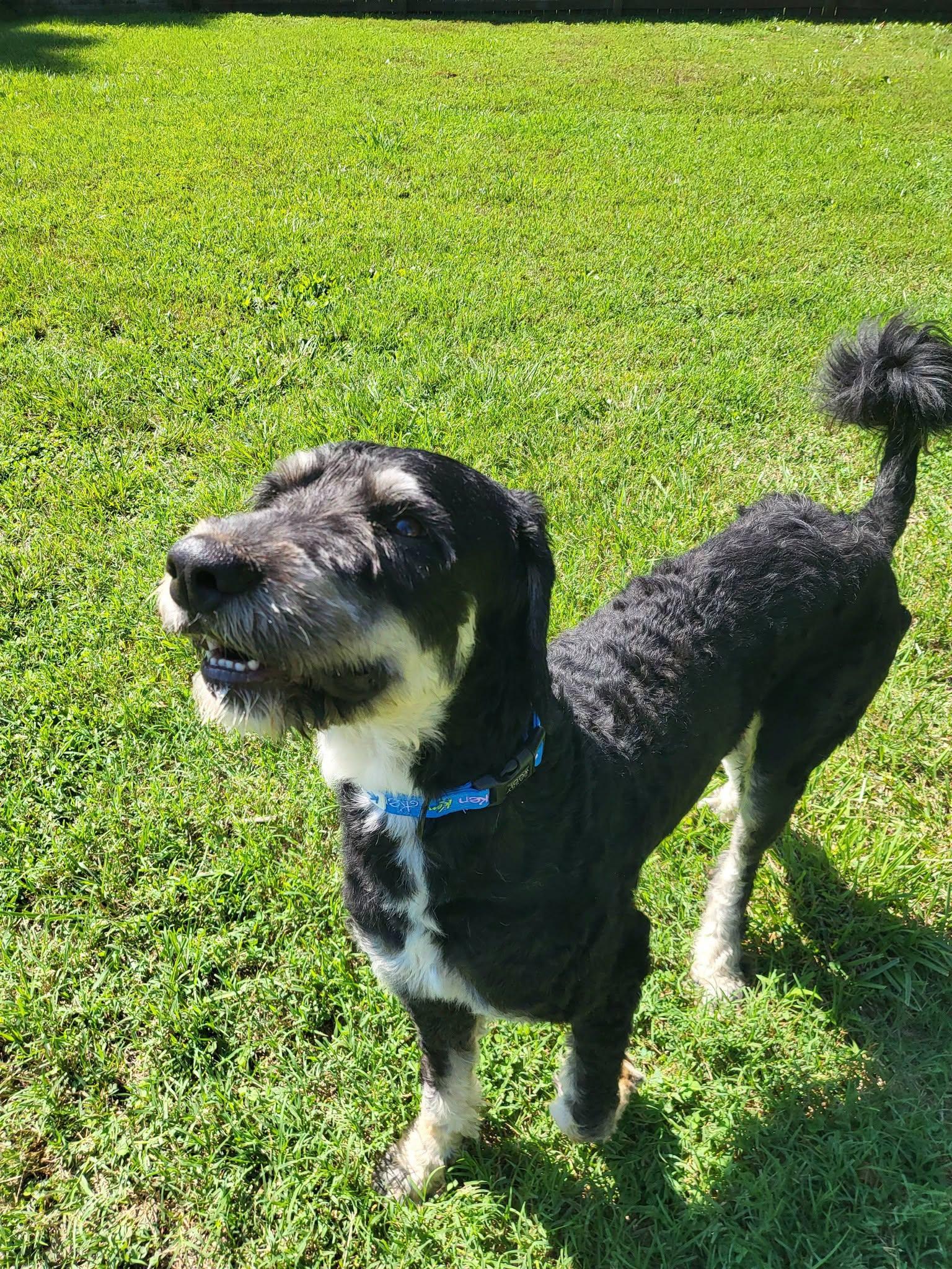 Mojito, a ADOPTABLE Bernedoodle in Salisbury, NC image 3/4