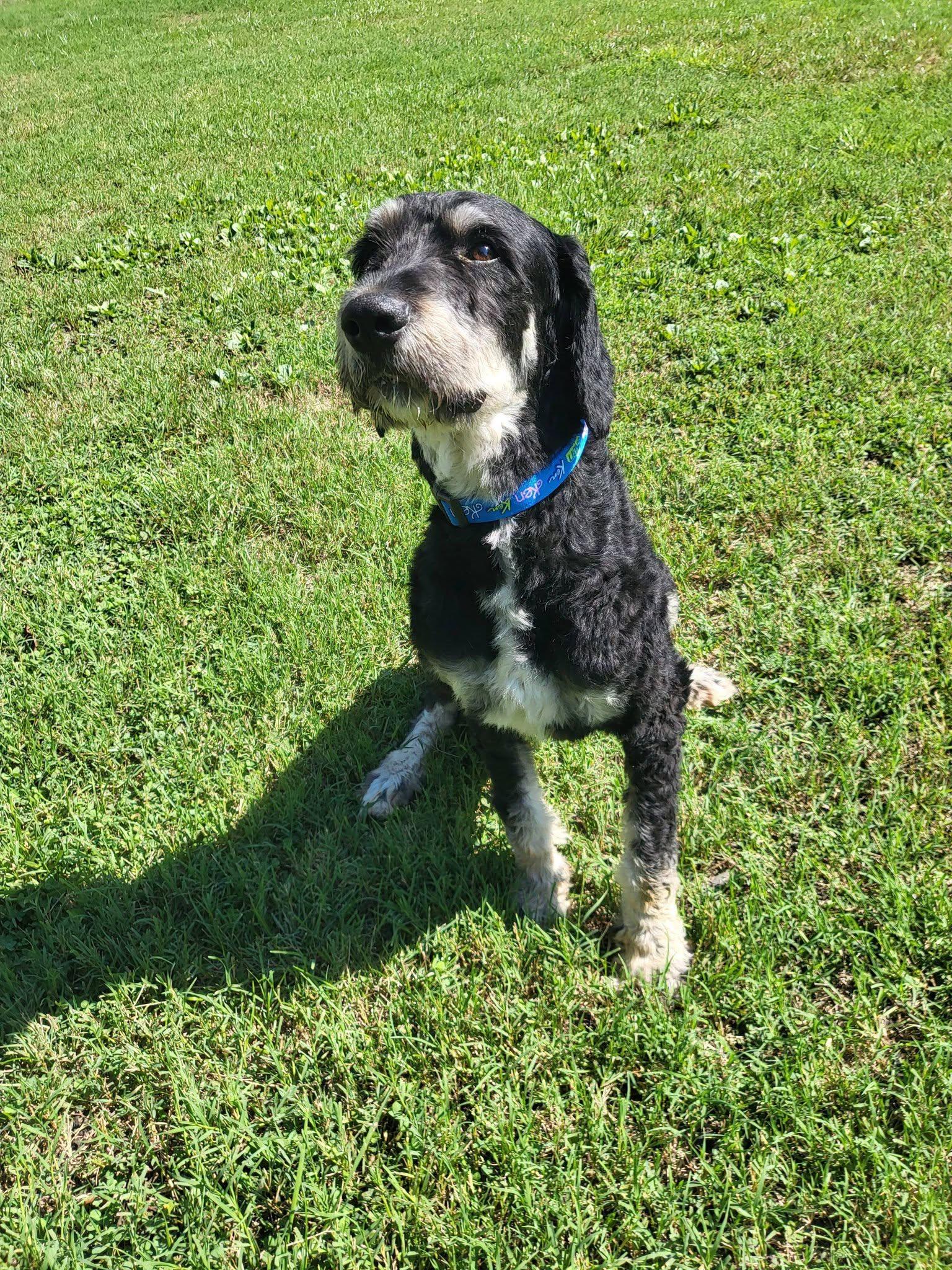 Mojito, a ADOPTABLE Bernedoodle in Salisbury, NC image 4/4