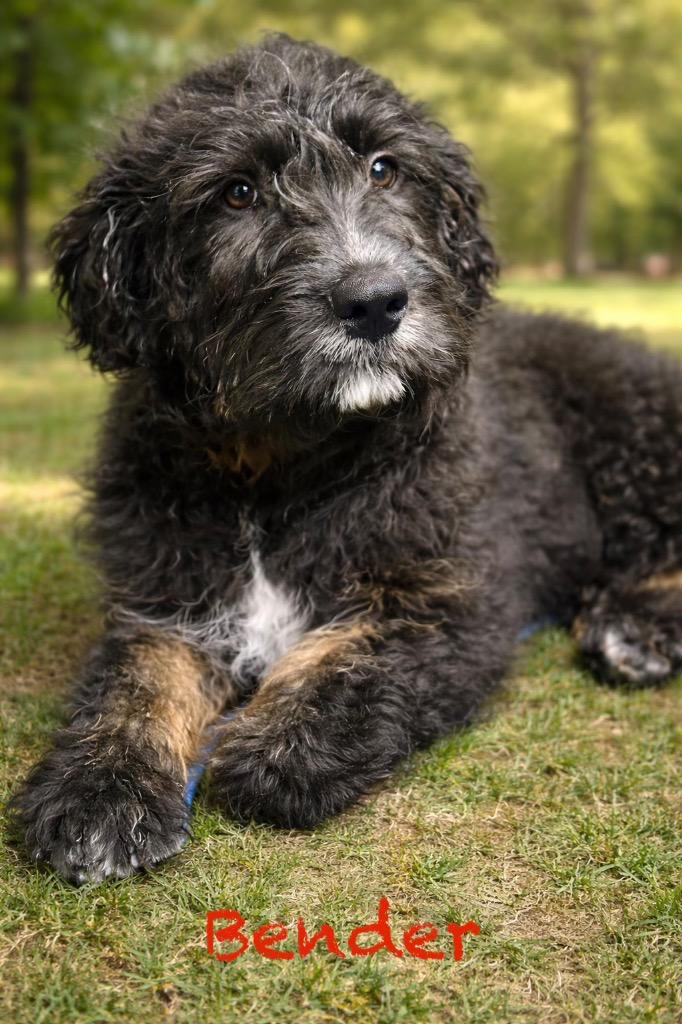 Enlarge Bender, a Adopted mixed breed in Crossville, TN image 5/5