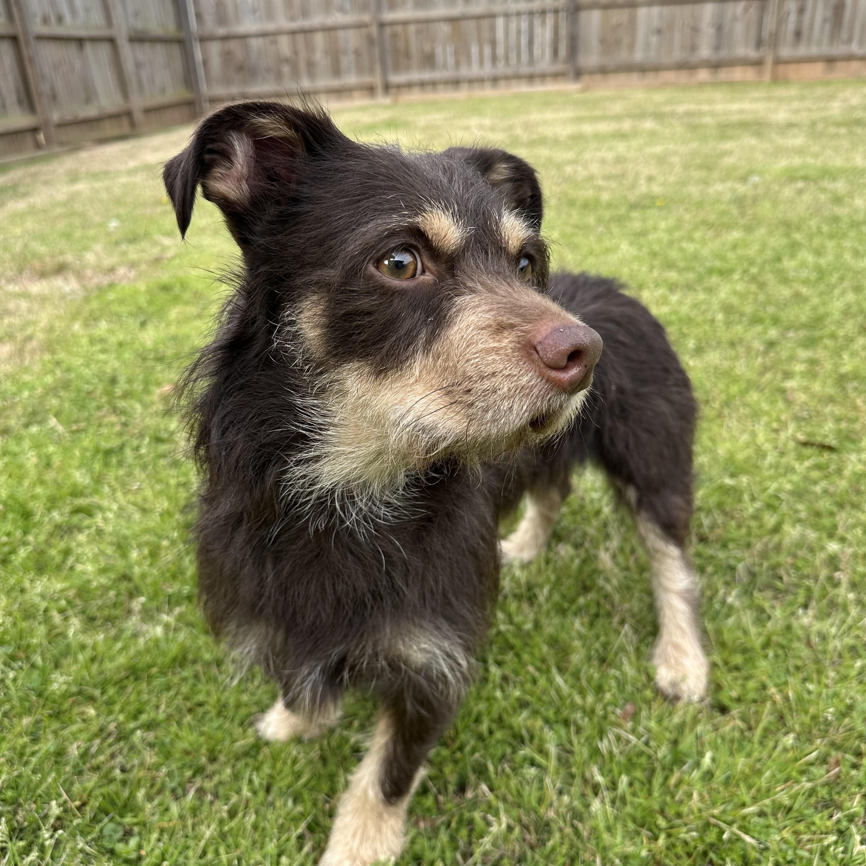 Enlarge Winston, an adopted mixed breed in Lawrenceville, GA image 3/4