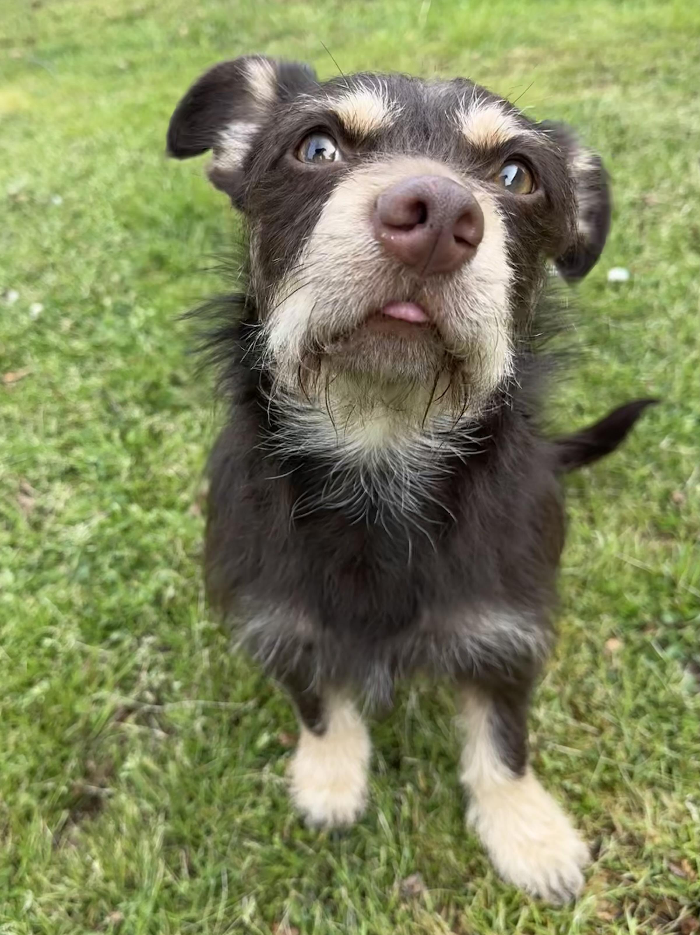Winston, adopted, Young Male Wirehaired Terrier.