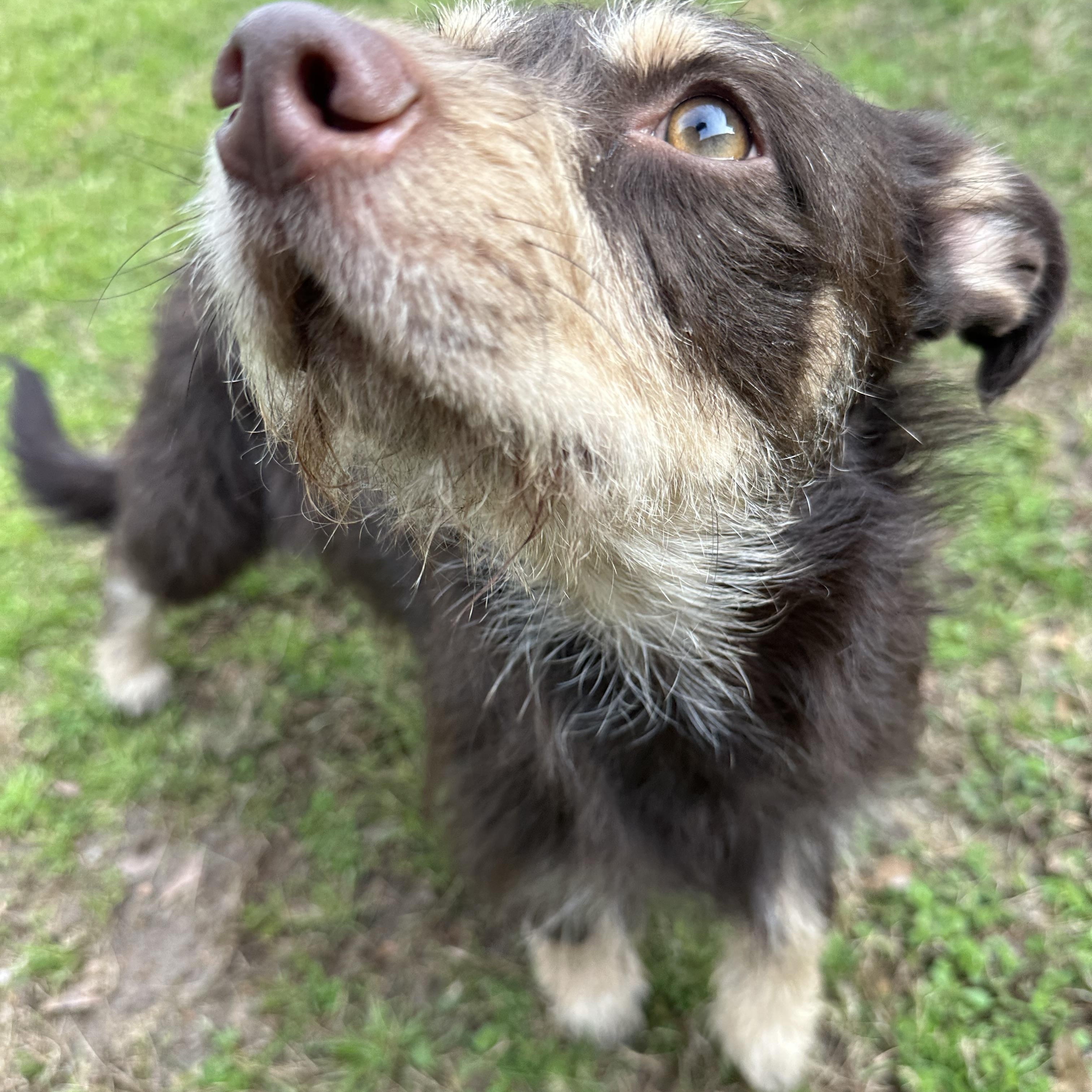 Enlarge Winston, an adopted mixed breed in Lawrenceville, GA image 4/4