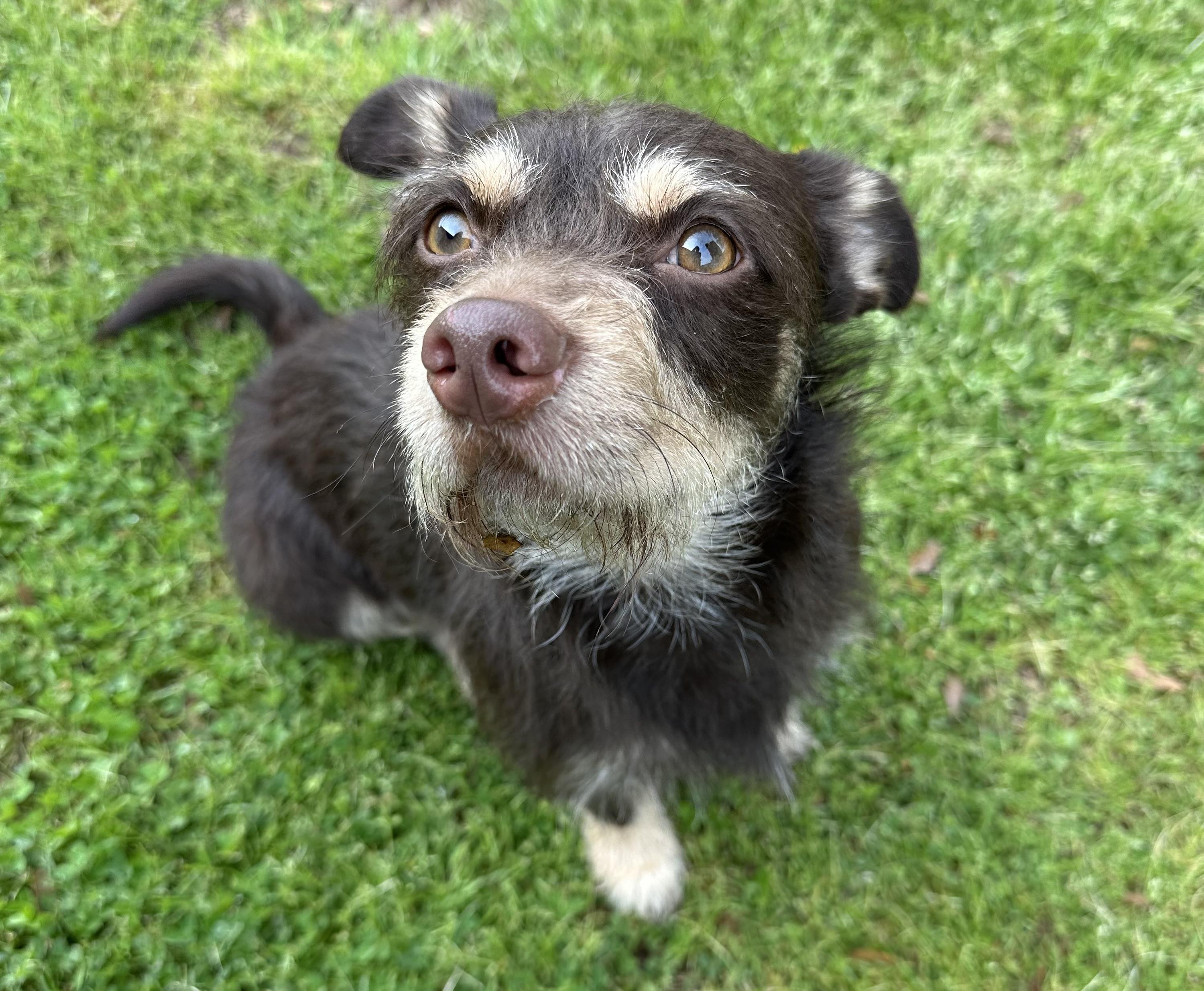 Enlarge Winston, an adopted mixed breed in Lawrenceville, GA image 2/4