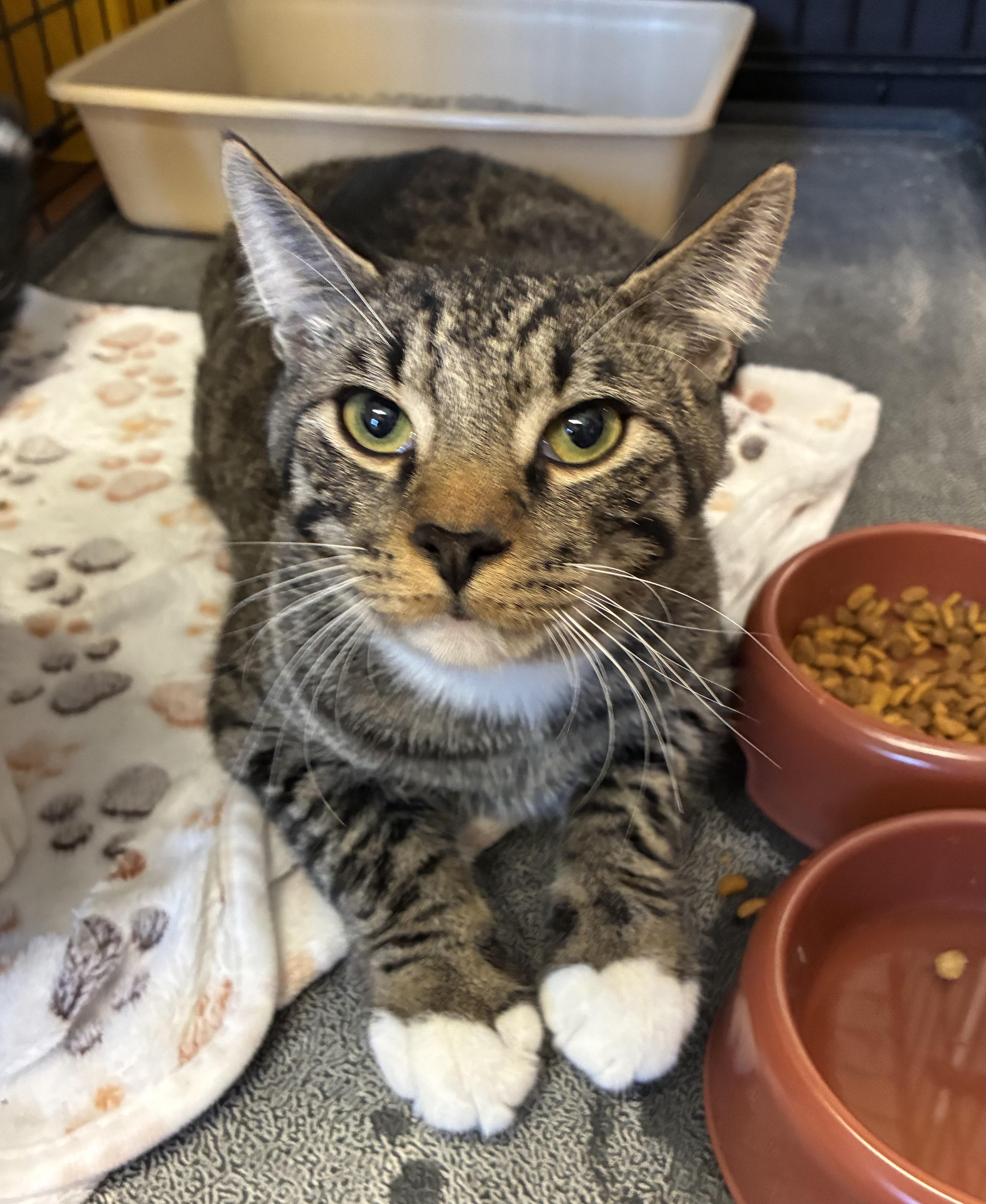 Enlarge Bobert, a Adoptable Domestic Short Hair in Breinigsville, PA image 1/1