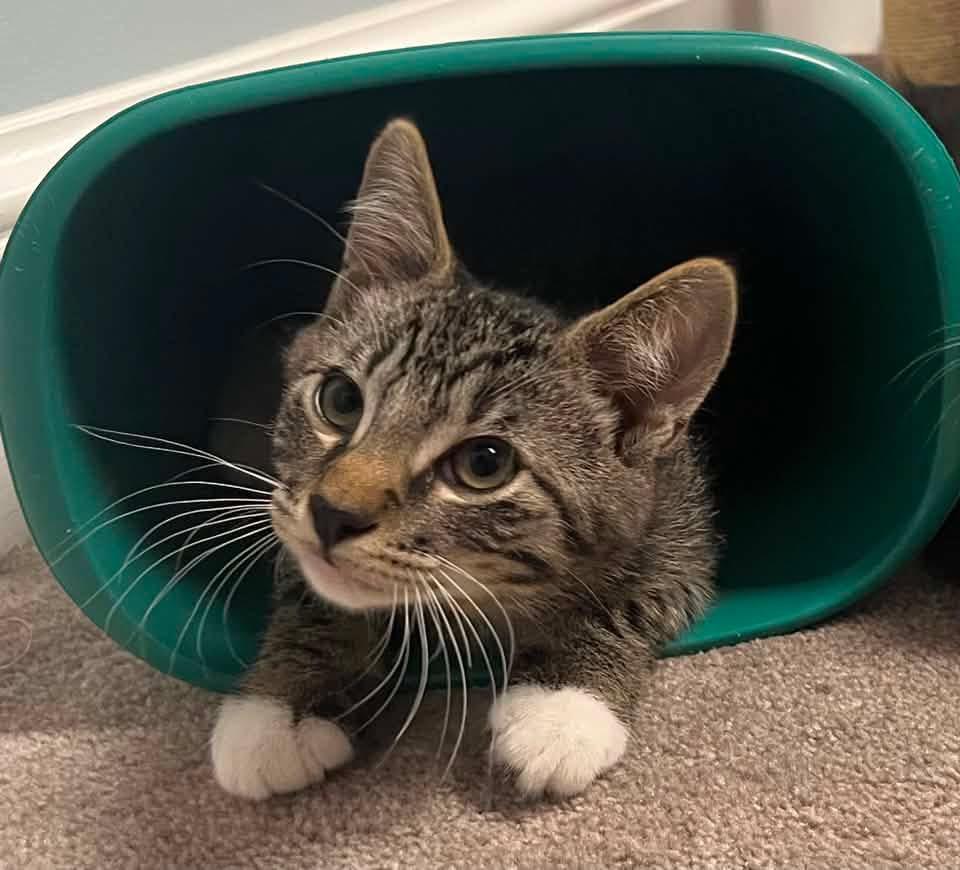 Enlarge Bobert, a ADOPTABLE Domestic Short Hair in Breinigsville, PA image 1/1