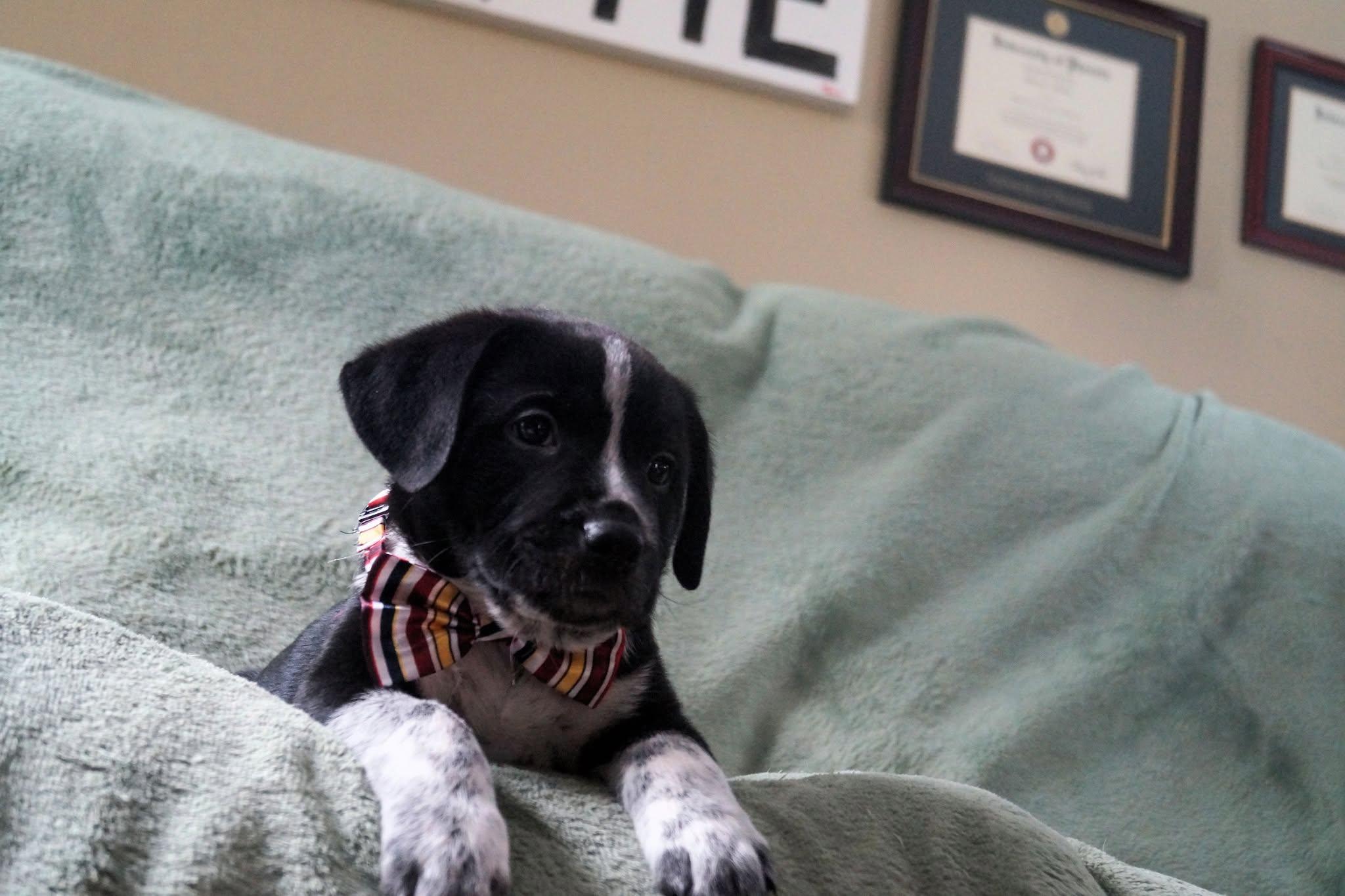 Enlarge Par, an adopted mixed breed in Medina, OH image 4/5