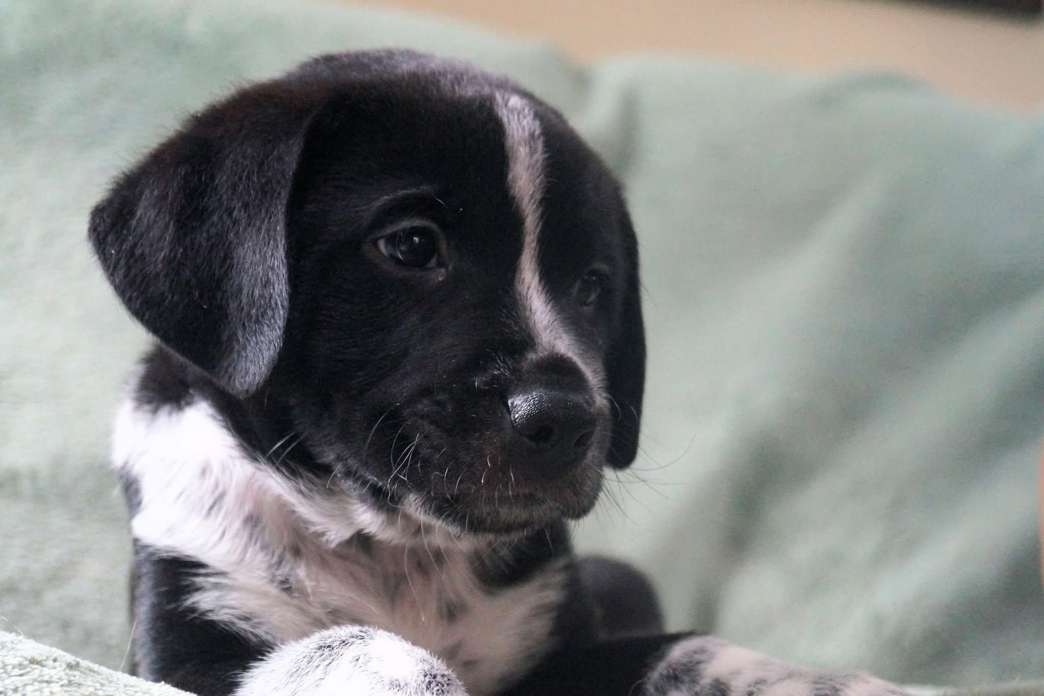Enlarge Par, an adopted mixed breed in Medina, OH image 2/5
